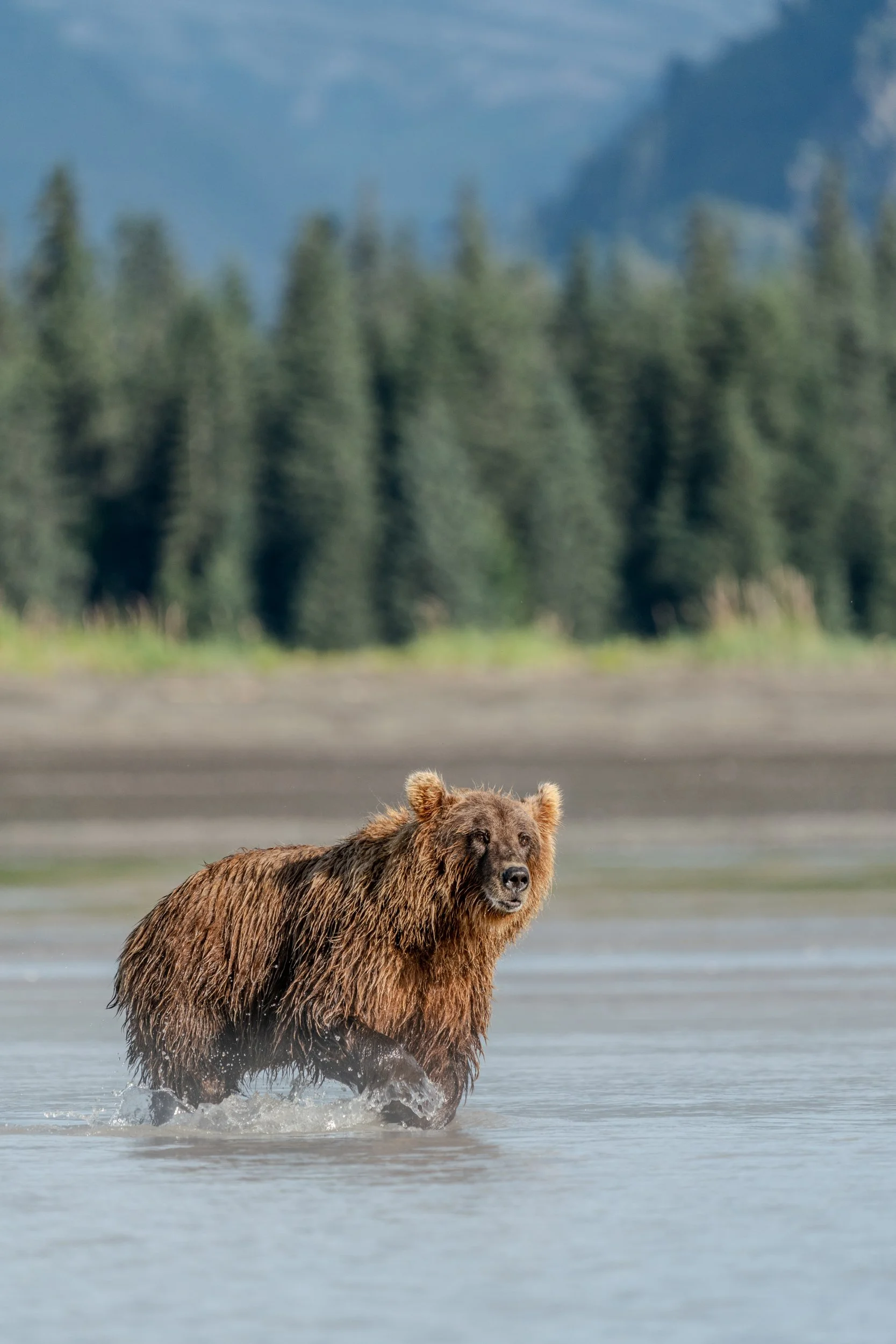 A brown bear standing in a body of water with trees and mountains in the background.