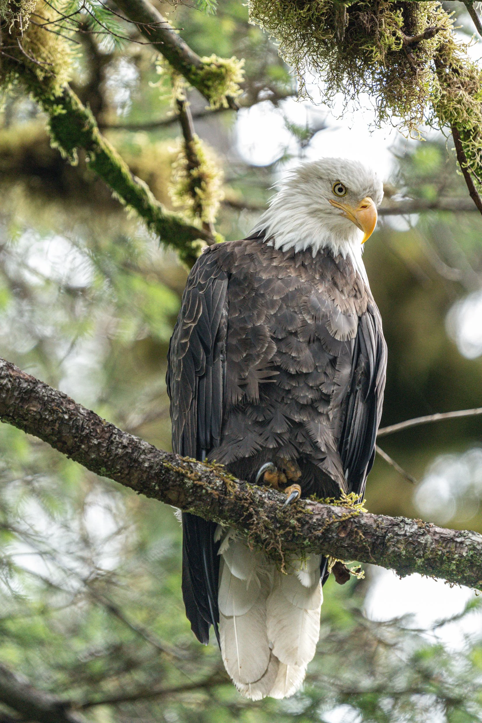 A bald eagle perched on a tree branch in a forested area with green foliage in the background.