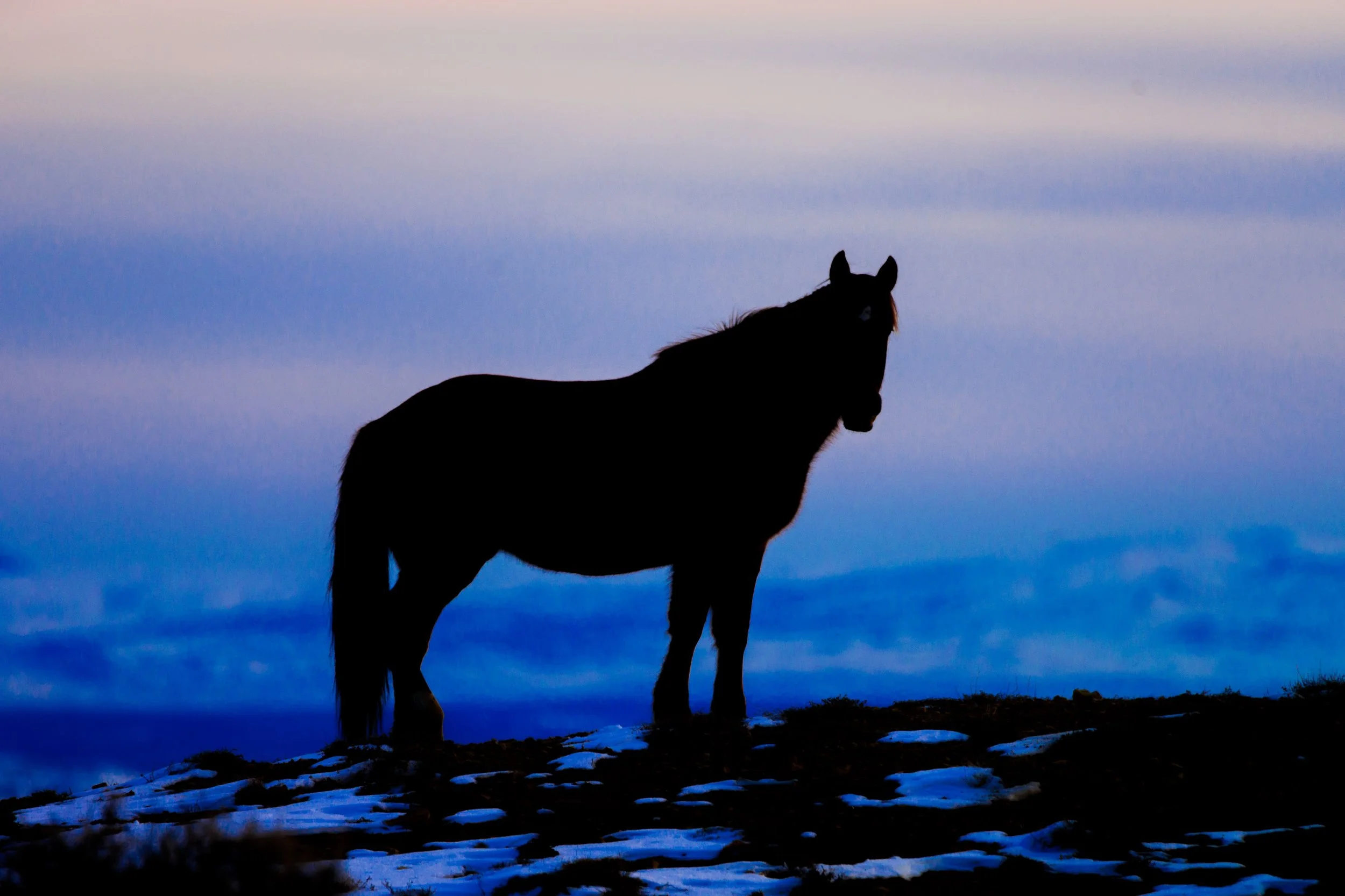 Silhouette of a wild horse standing on a snowy landscape under a sky with pink and blue hues at dusk.