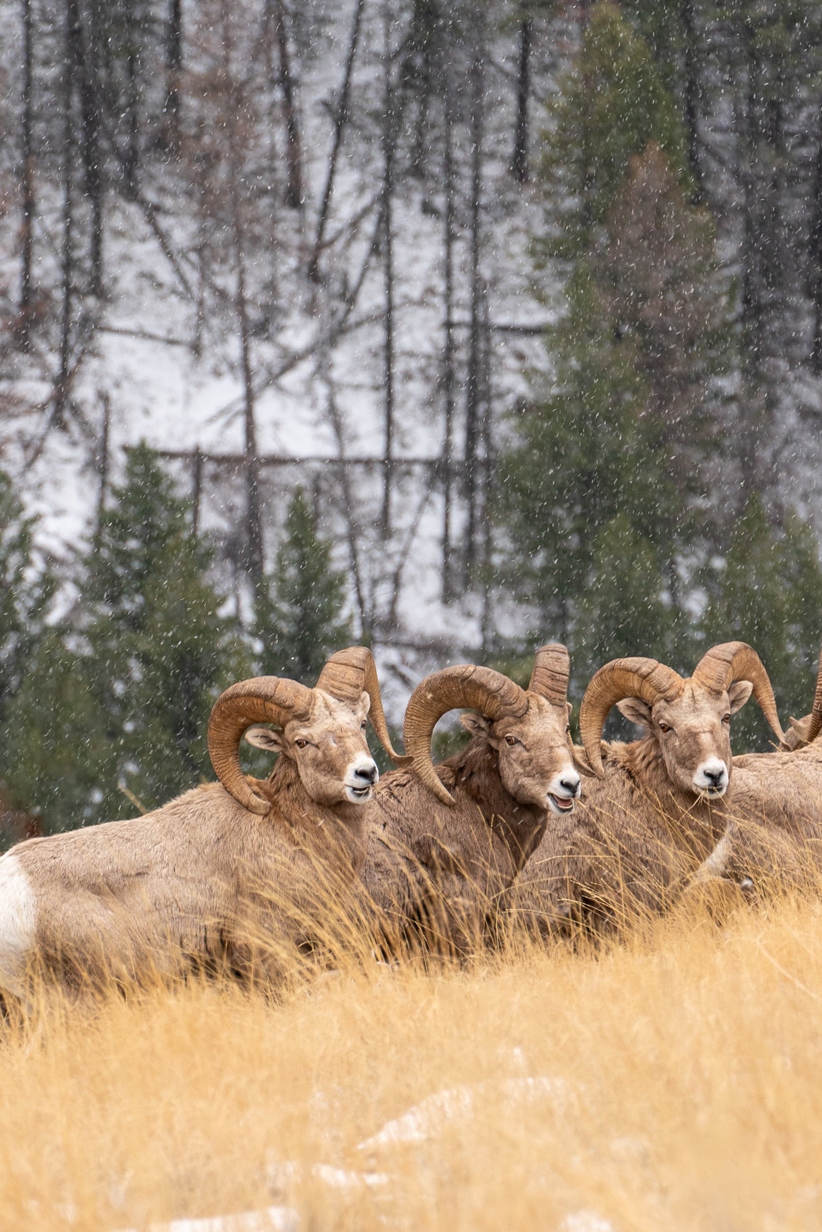 A group of bighorn sheep standing on dry grass, with snow falling and a forest of bare trees in the background.