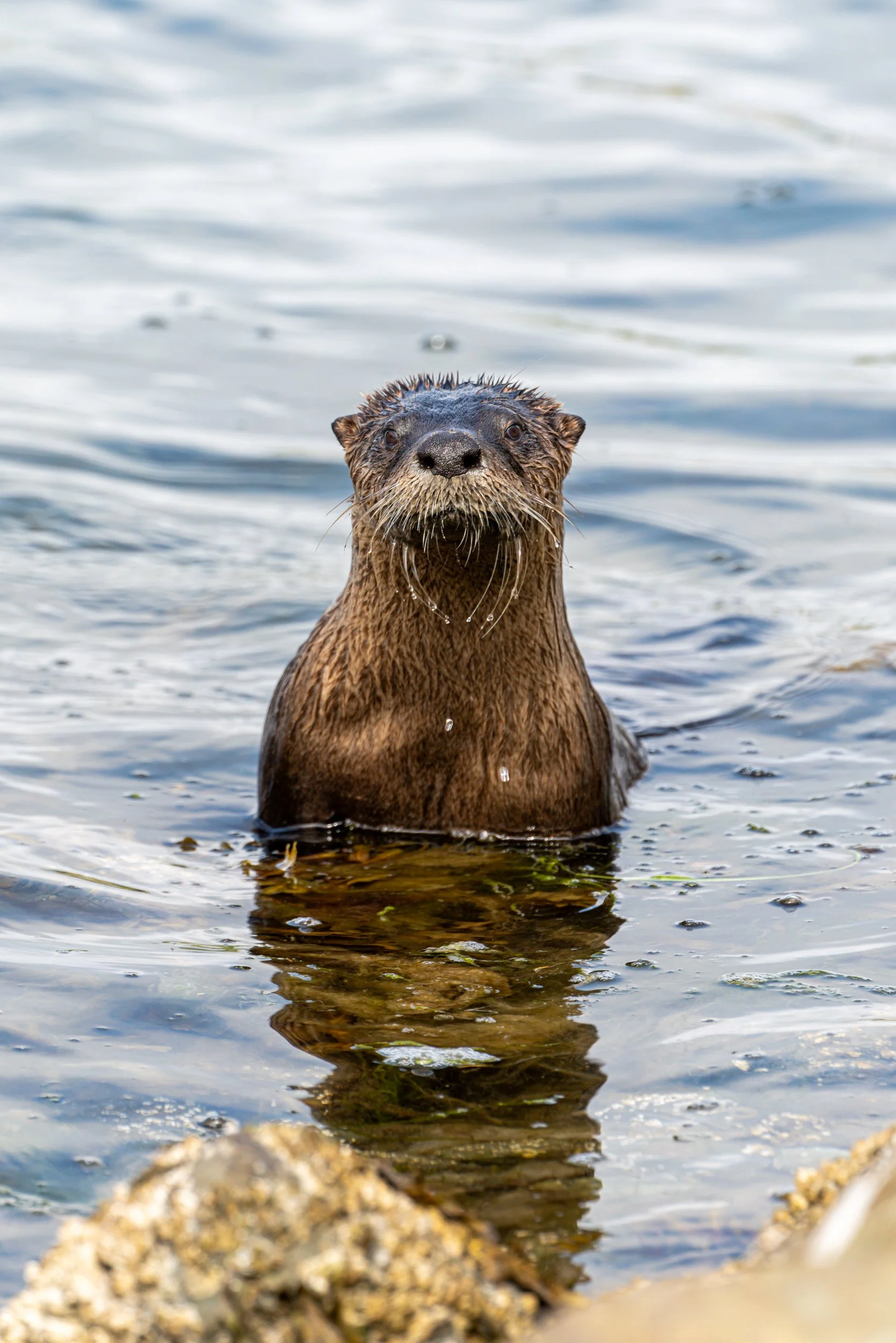 A beaver sitting in water with rocks and blurry shoreline in the foreground.