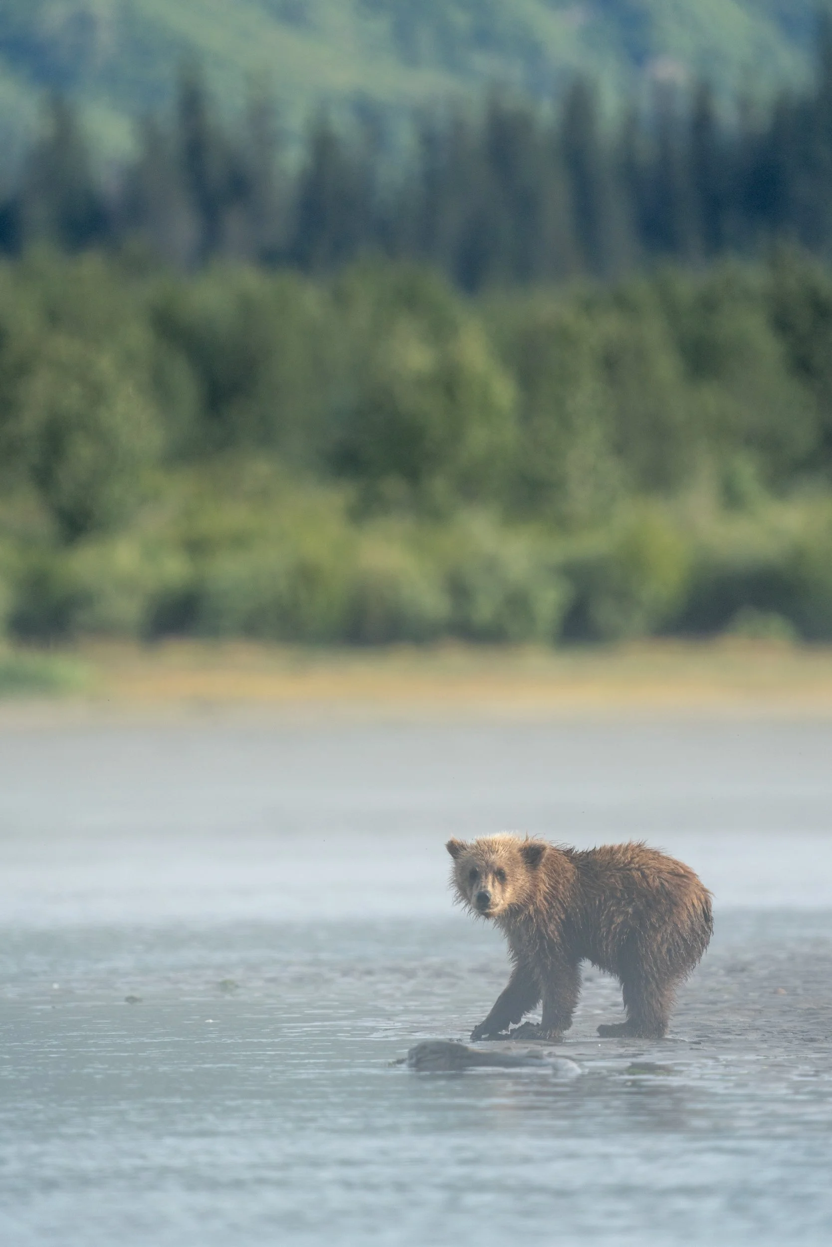 A bear standing in a body of water with a forested background and trees reflected on the water surface.