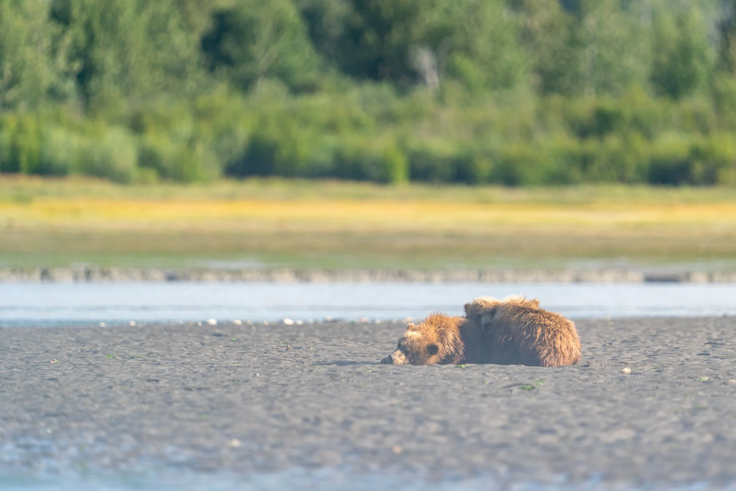 A furry animal, likely a beaver, lying on a sandy area near a body of water with a lush green forest in the background.