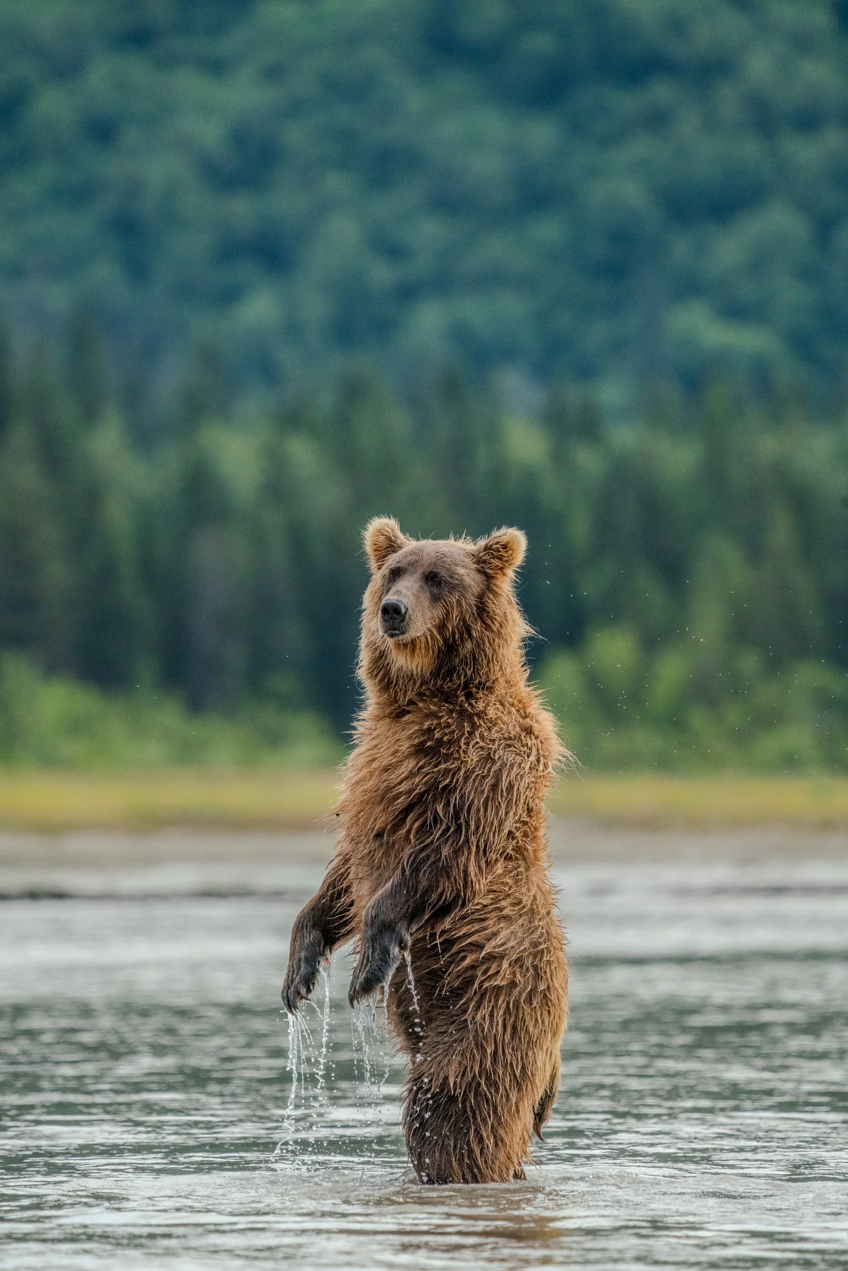 A brown bear standing upright in a body of water, holding its front paws out, with a blurred green forest background.
