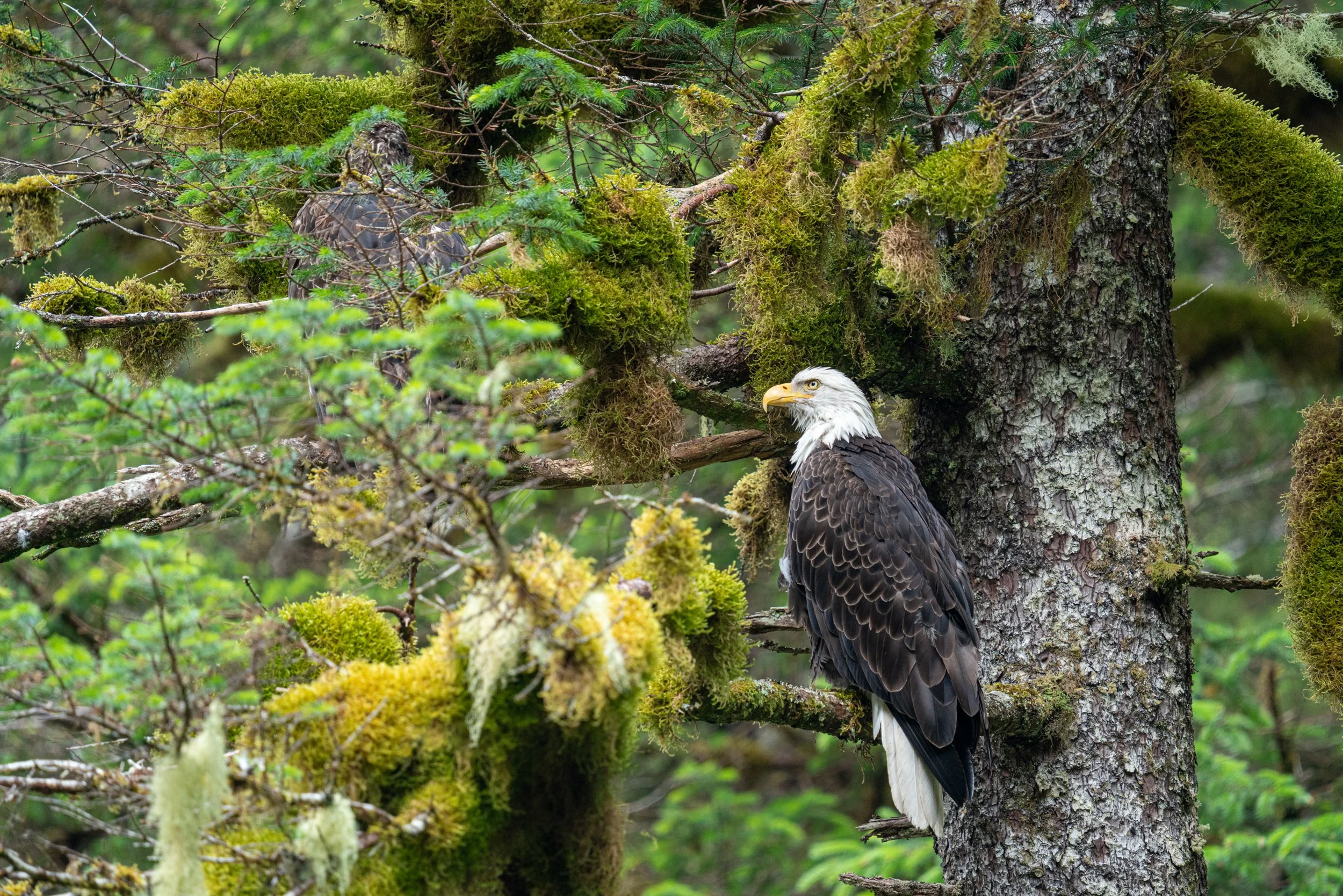 A bald eagle perched on a moss-covered tree branch in a dense forest with moss and greenery.