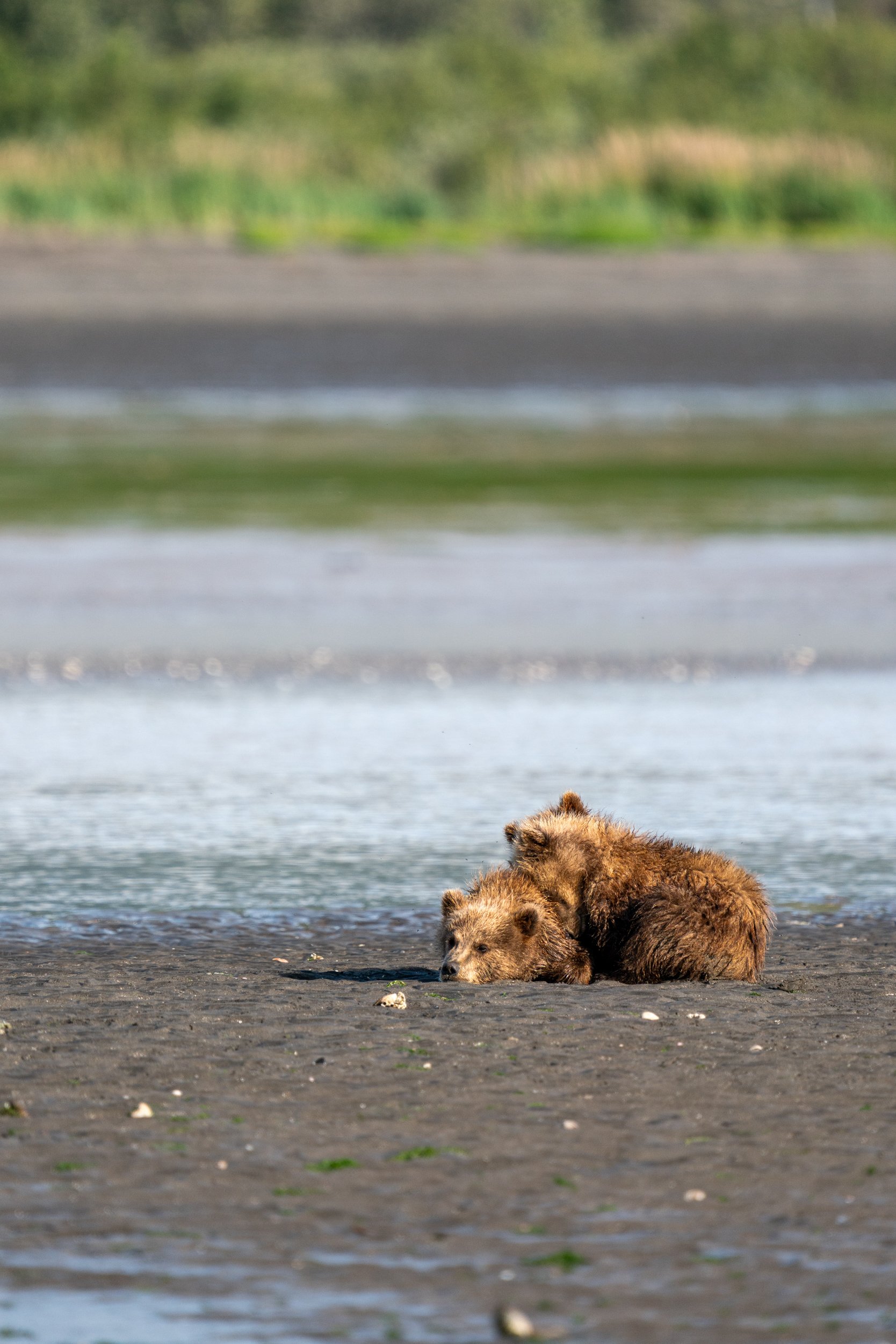 Young bear lying on sandy beach near water with greenery and a blurred background.