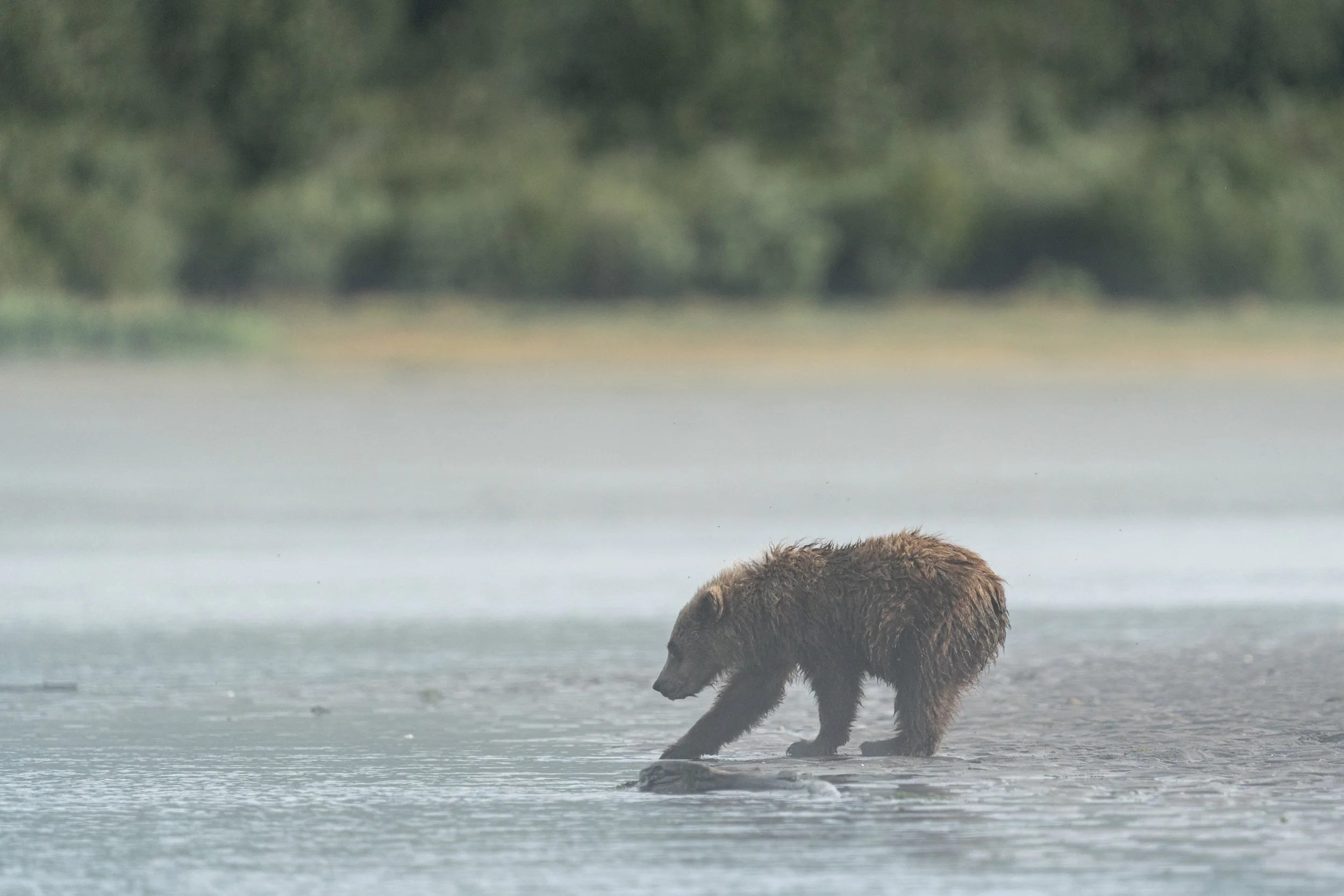 A brown bear standing in shallow water near the shore with a forested background.