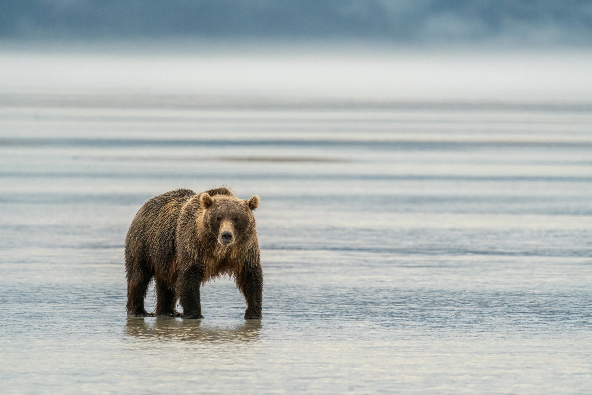 A brown bear standing in shallow water near the shore with a calm lake and cloudy sky in the background.