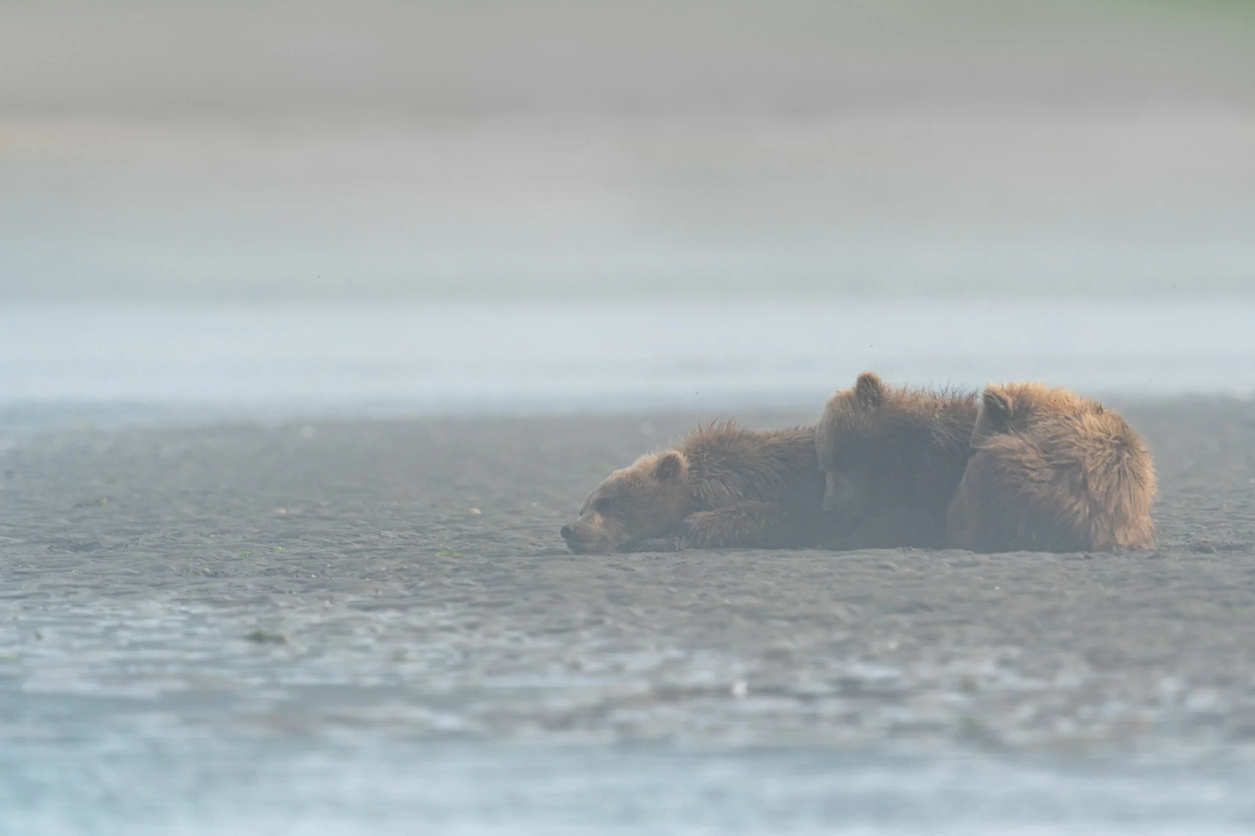 A bear lying on a rocky, foggy shoreline, with water in the foreground and mist in the background.
