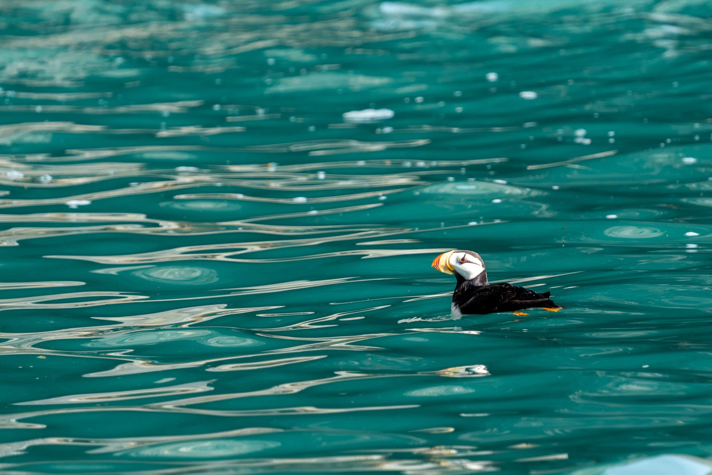 A puffin swimming in clear blue water.