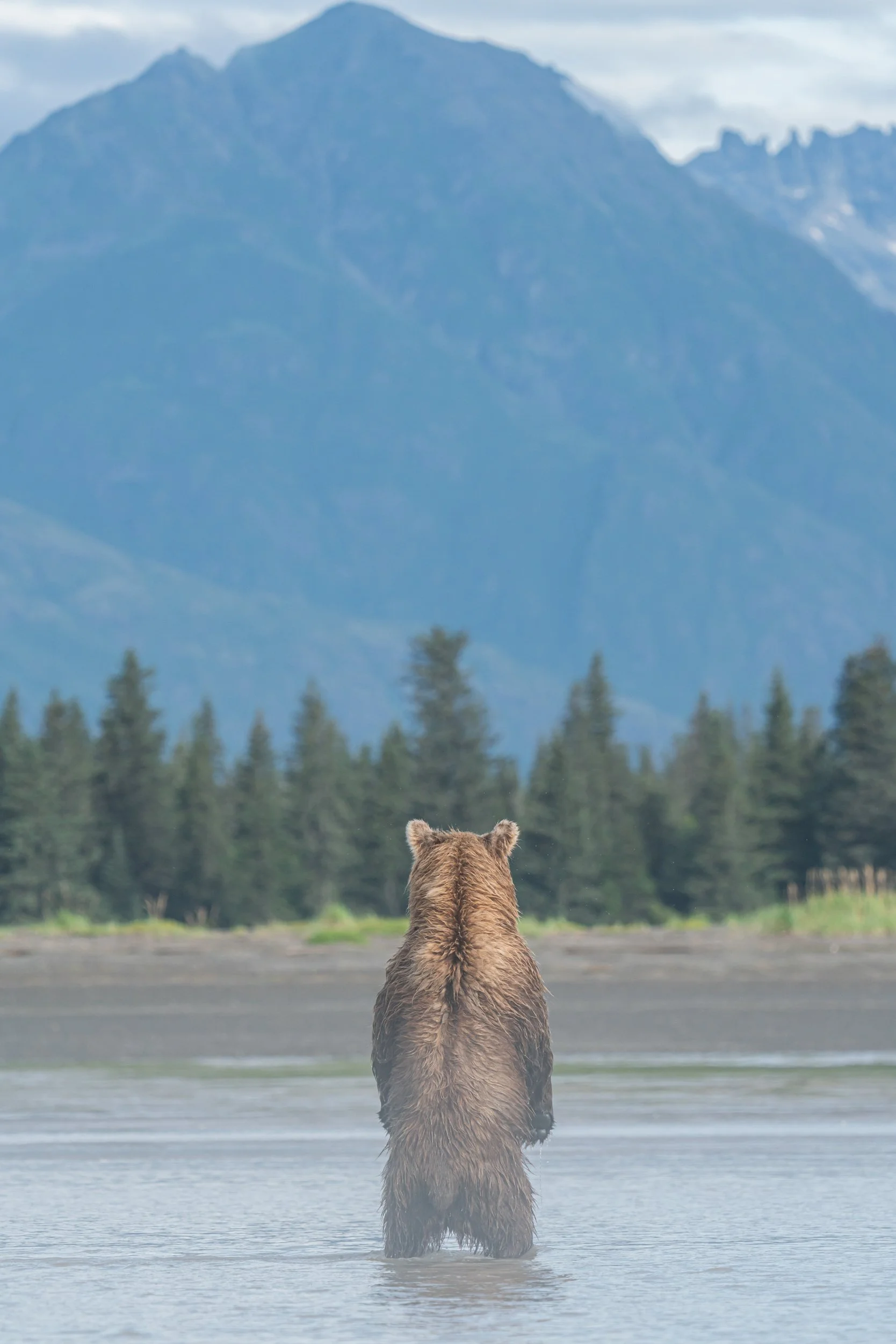 A bear standing in shallow water, facing away, with a mountain range and a forest in the background.