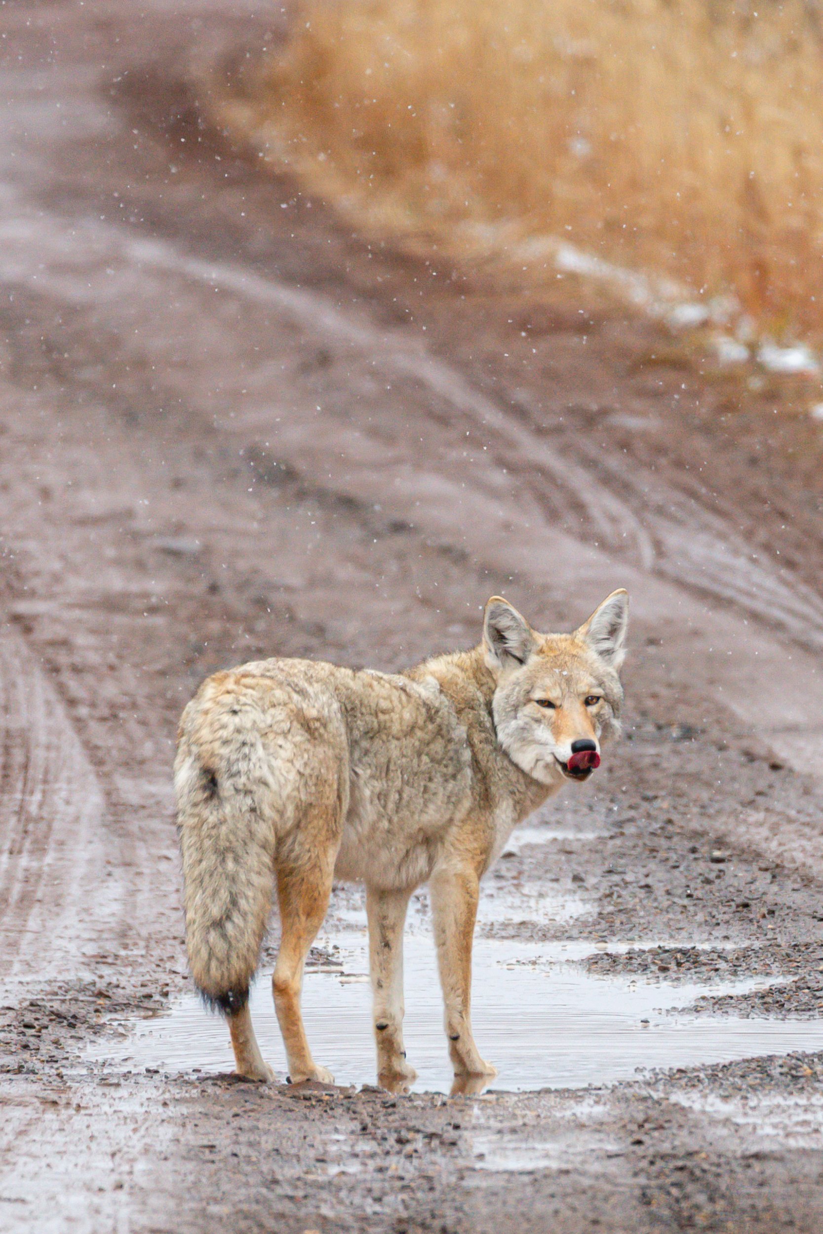A coyote standing in a muddy, icy area near a small puddle, with snow falling in the background.
