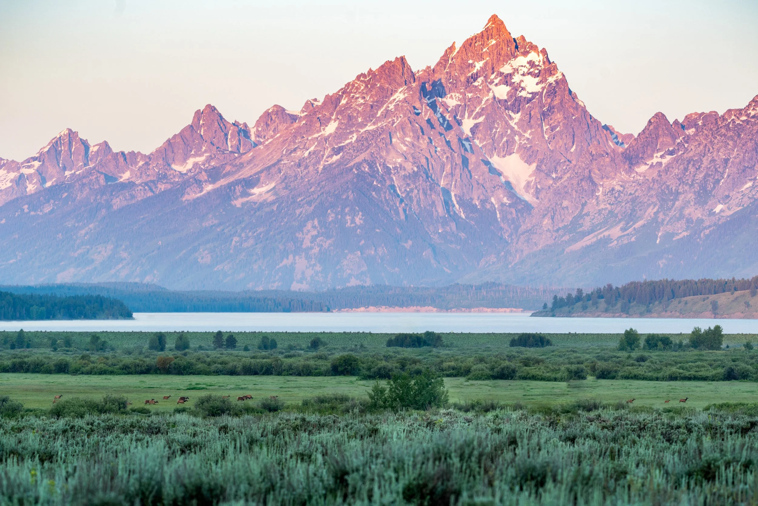 Mountain range with snow patches, a lake in the foreground, and a grassy plain with grazing elk on a summer morning.