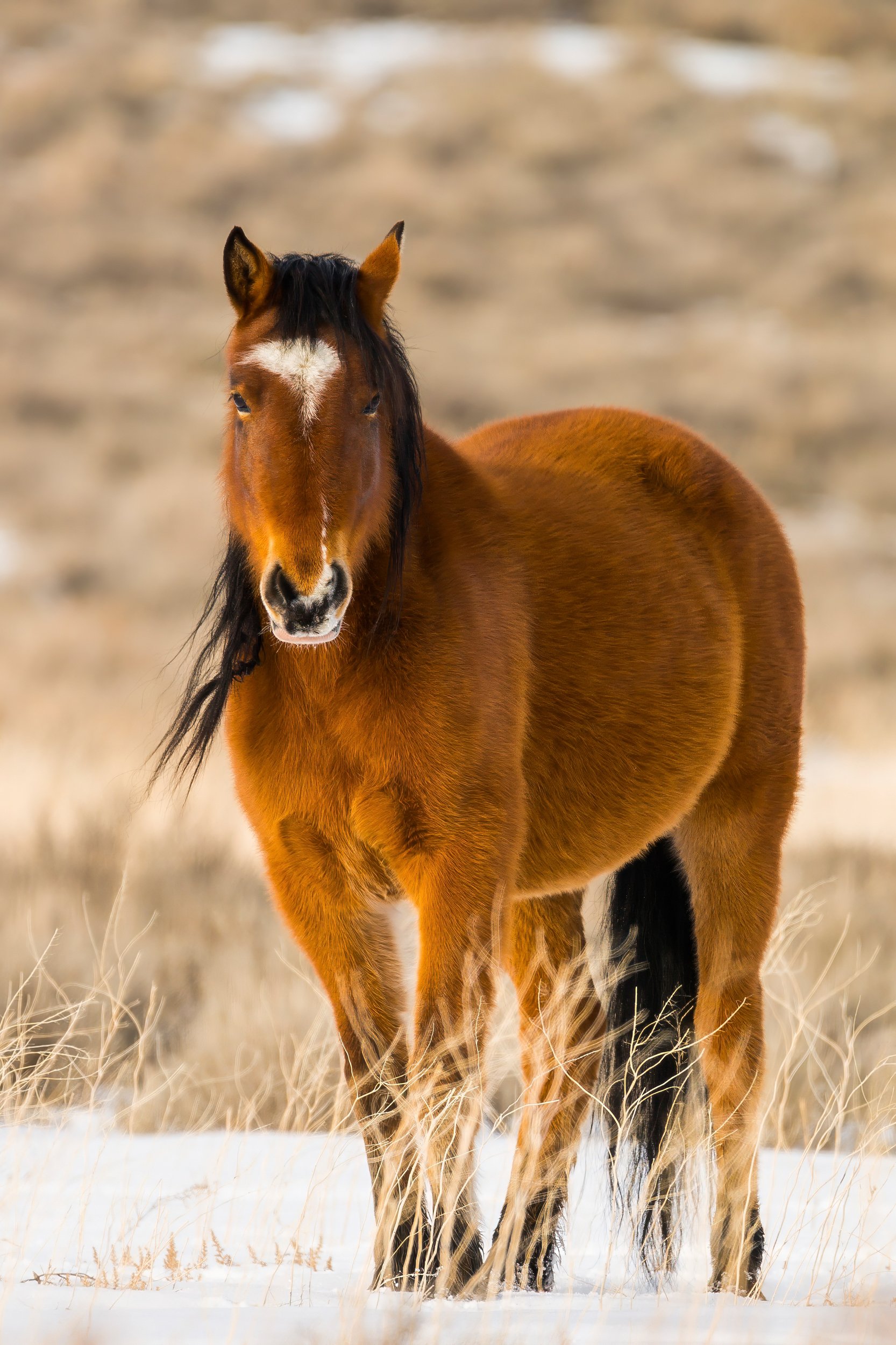 A wild horse with a black mane standing in a snow-covered field with dry grass in the foreground and a blurred background.