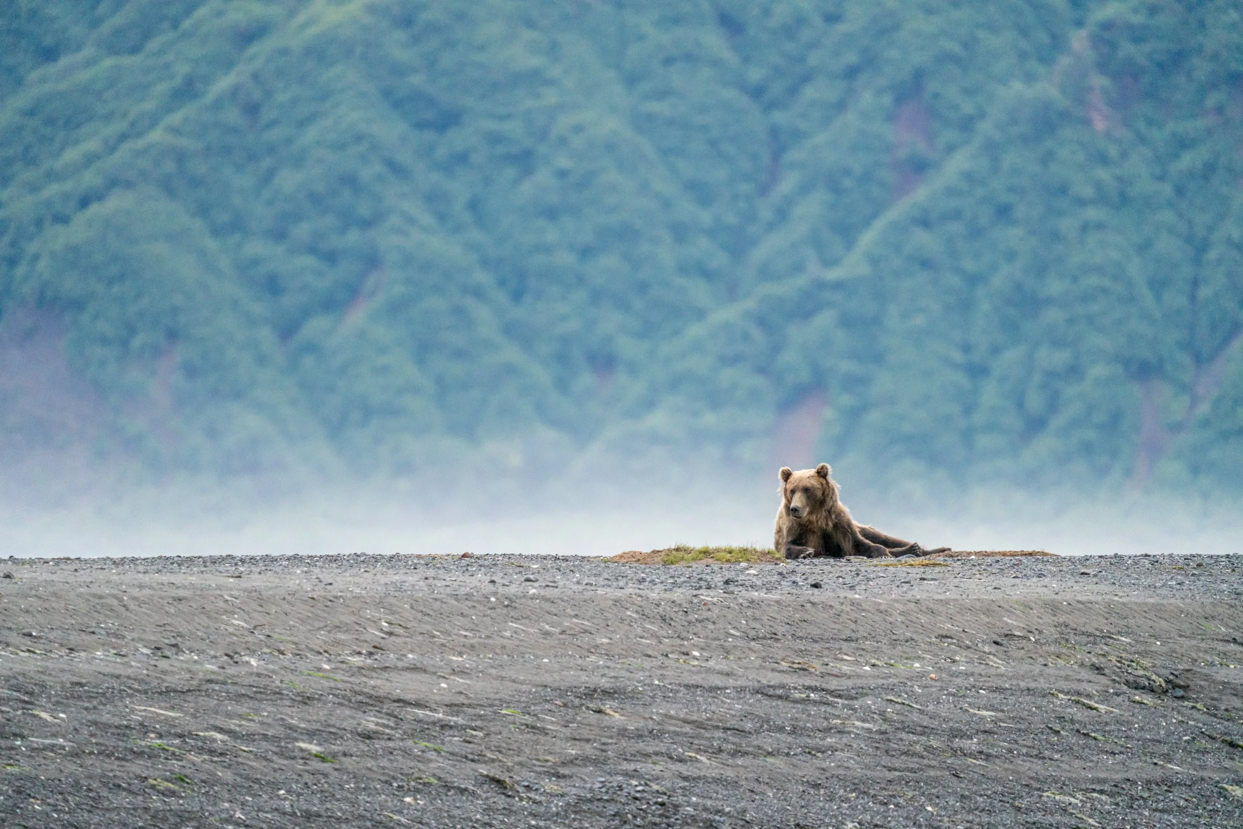 A bear lying on the ground with a large mountain and forest in the distant background.