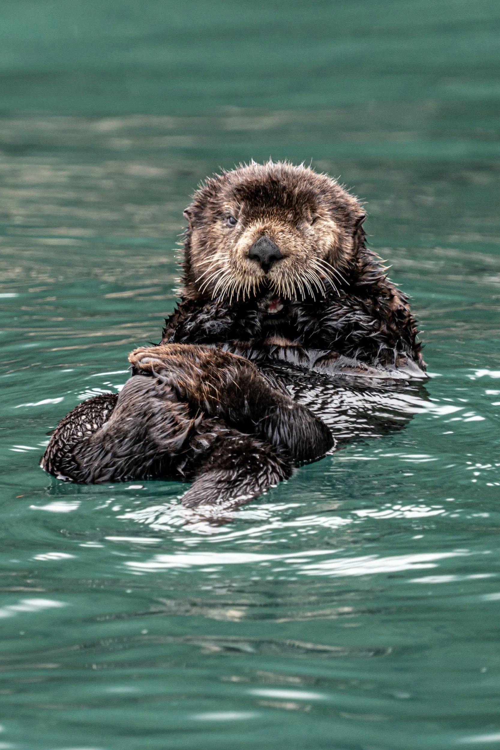 A wet otter swimming in the water, winking at the camera.