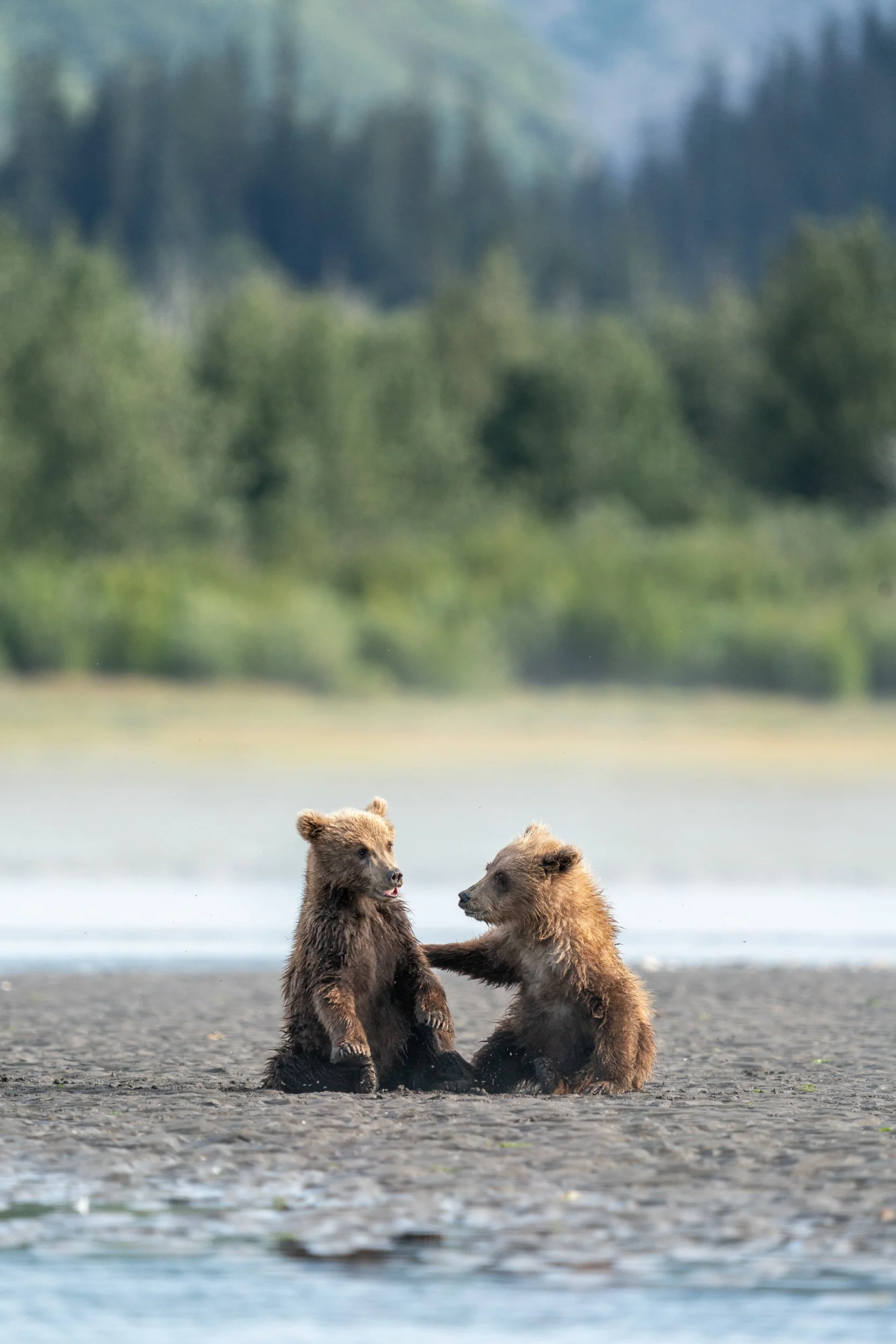 Two young brown bears are standing on a muddy riverbank facing each other, with one bear touching the other's front paw. They appear to be interacting or playing near the water, with a blurred background of trees and greenery.