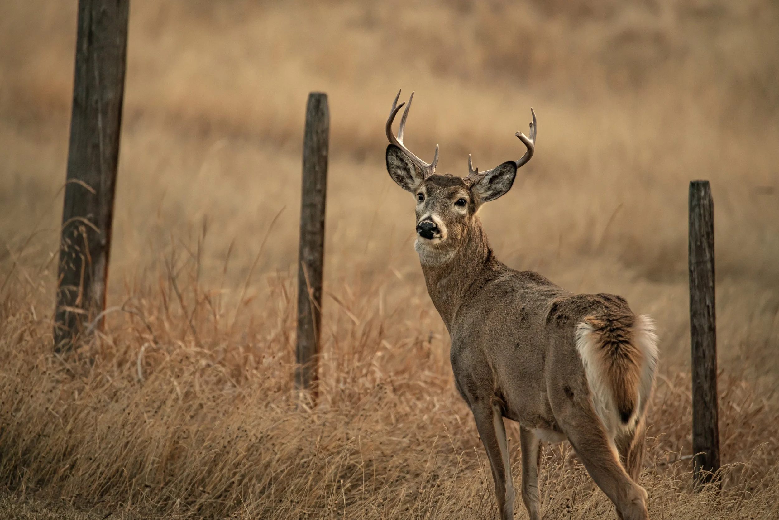 A deer with antlers standing in a field of tall, dry grass, surrounded by wooden fence posts.