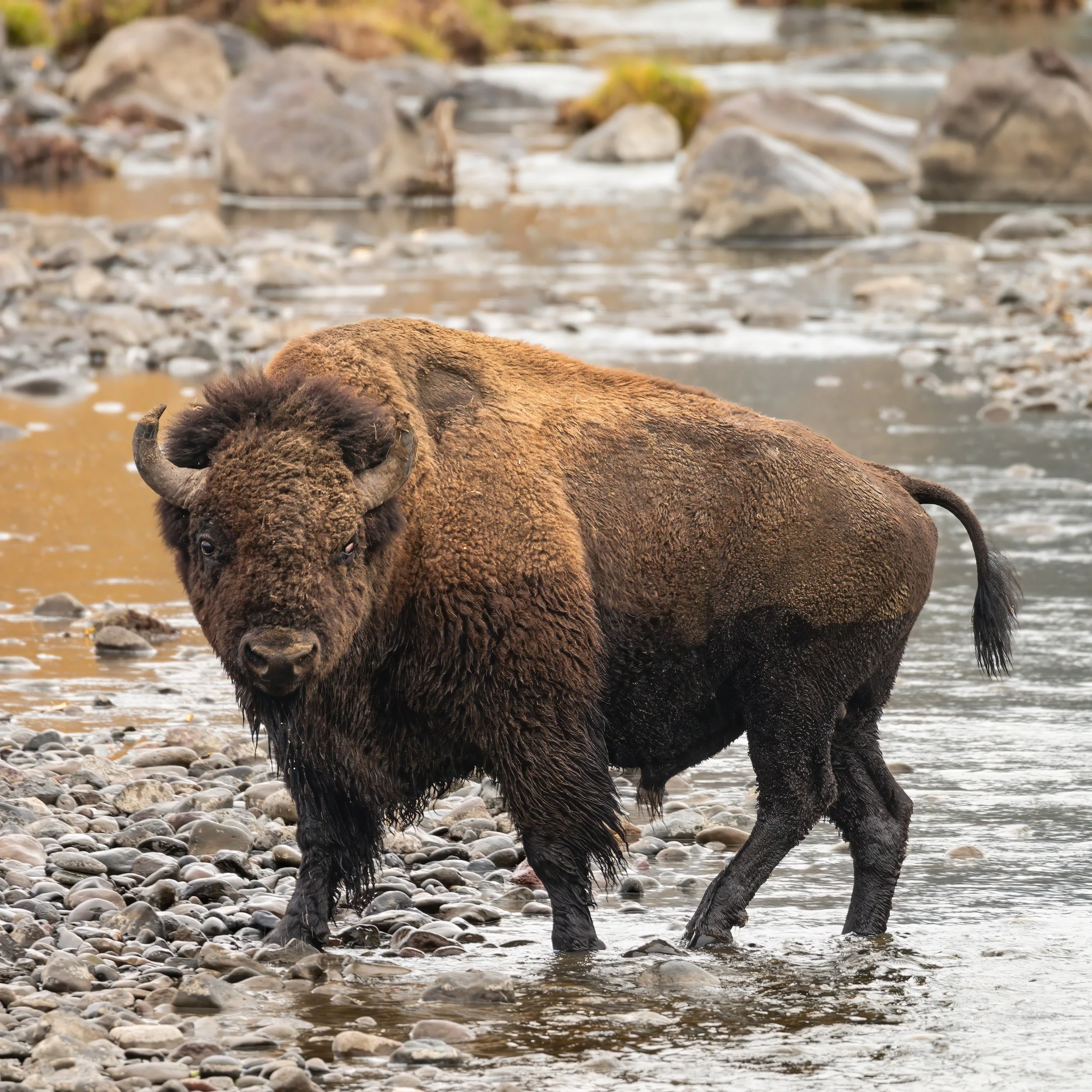 A bison lying in shallow water by a rocky stream. The bear's head is resting on a rock, and its body is partially submerged.