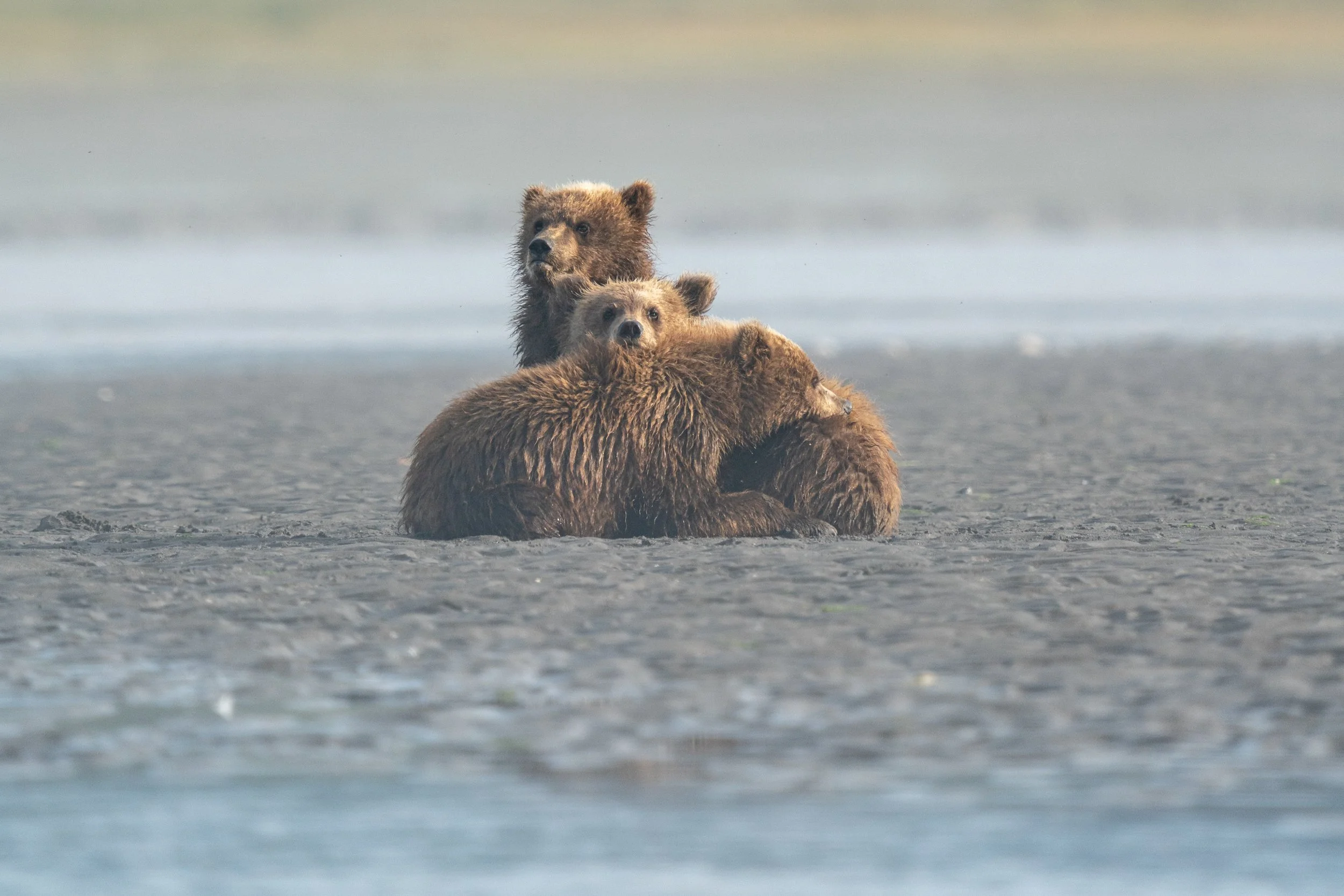 Two brown bears standing on a rocky shoreline near water, with one bear resting its head on the other's back.