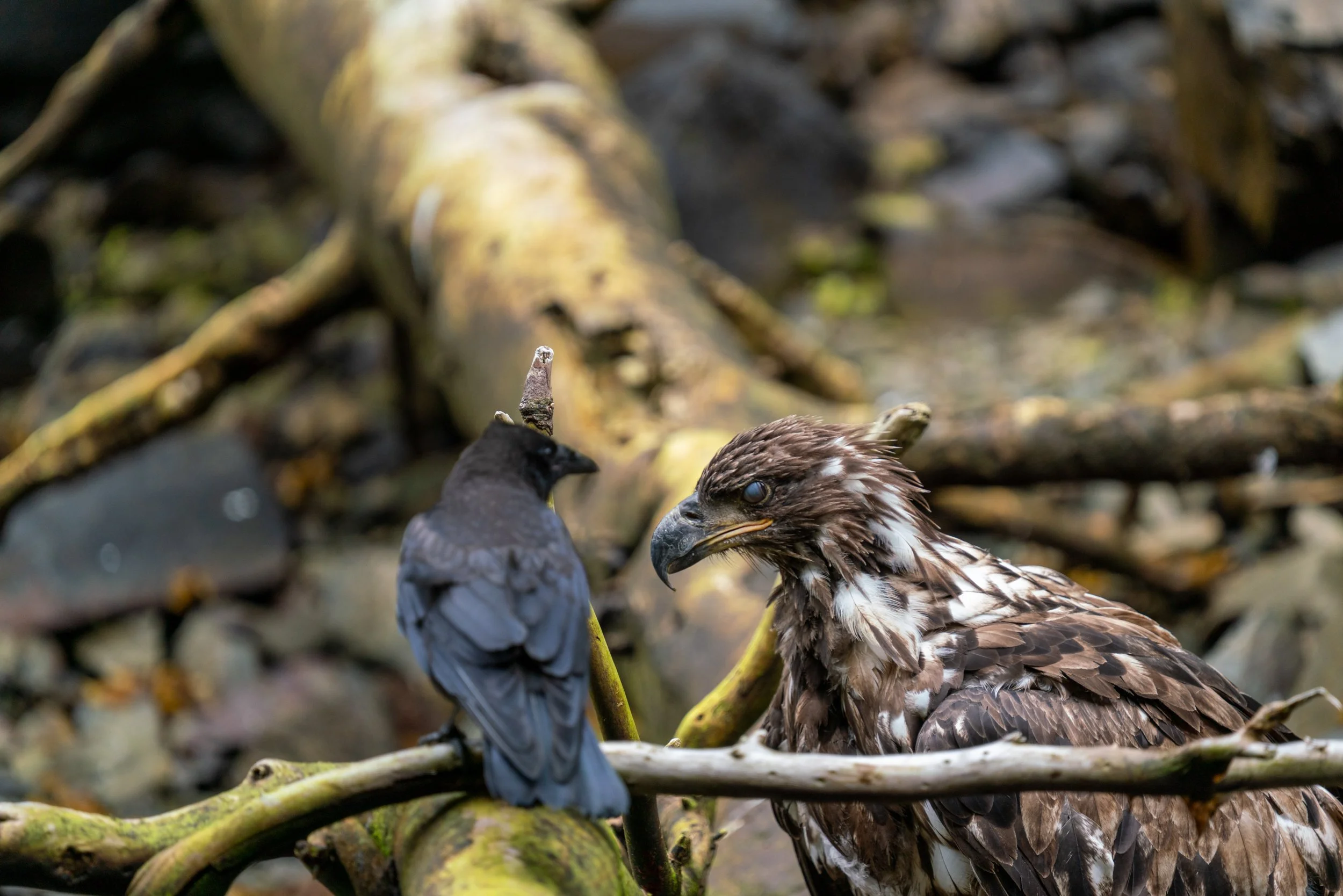 An eagle and a crow perched on sticks with a background of natural debris.