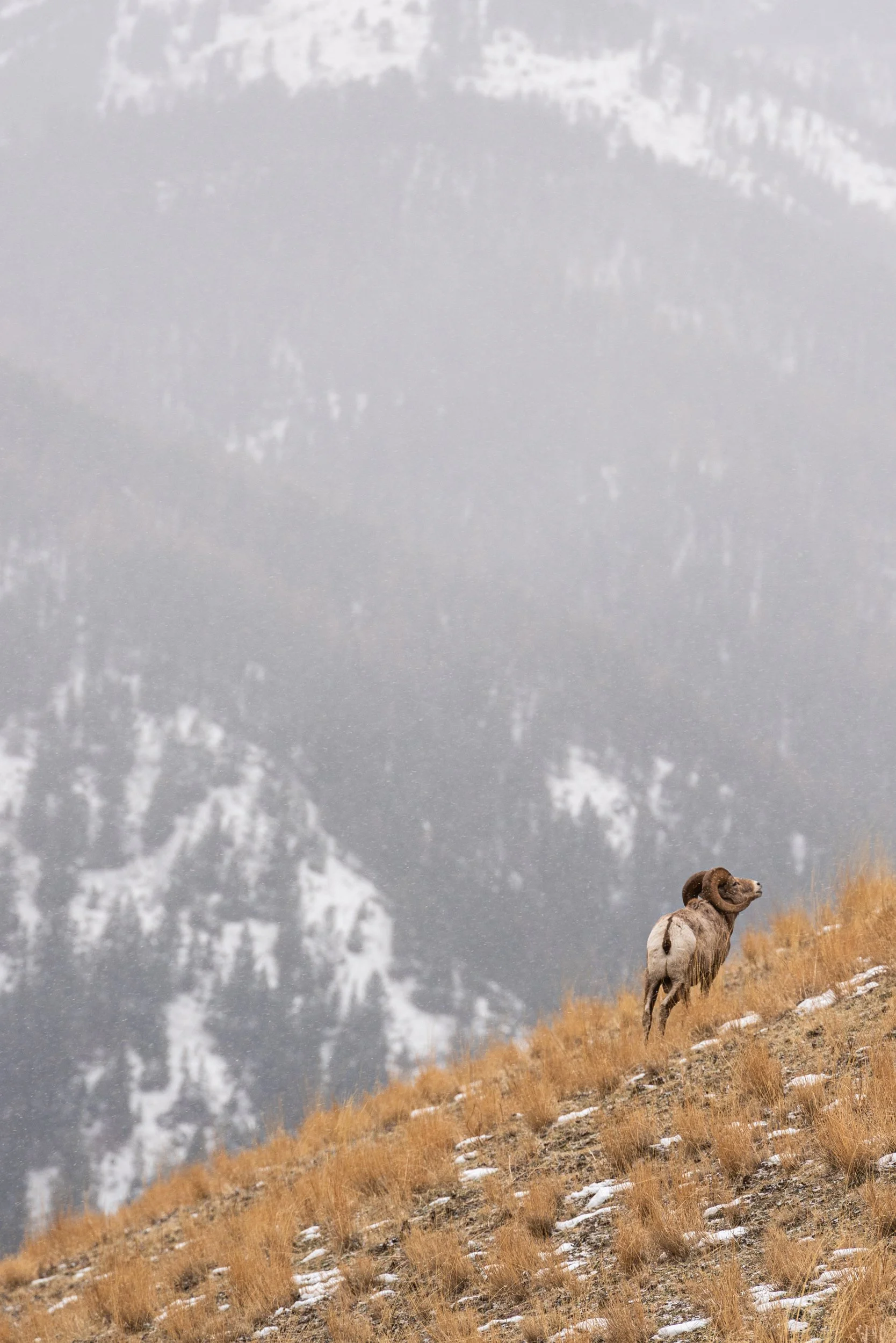 A bighorn sheep standing on a grassy hillside with patches of snow, overlooking a snowy mountain landscape with clouds in the sky.