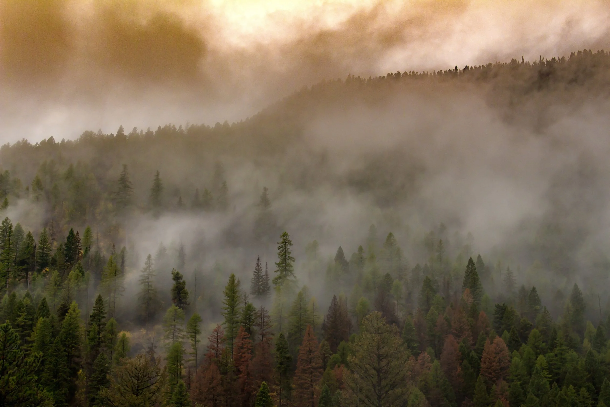 A foggy forested mountain landscape with dense mist among tall trees.