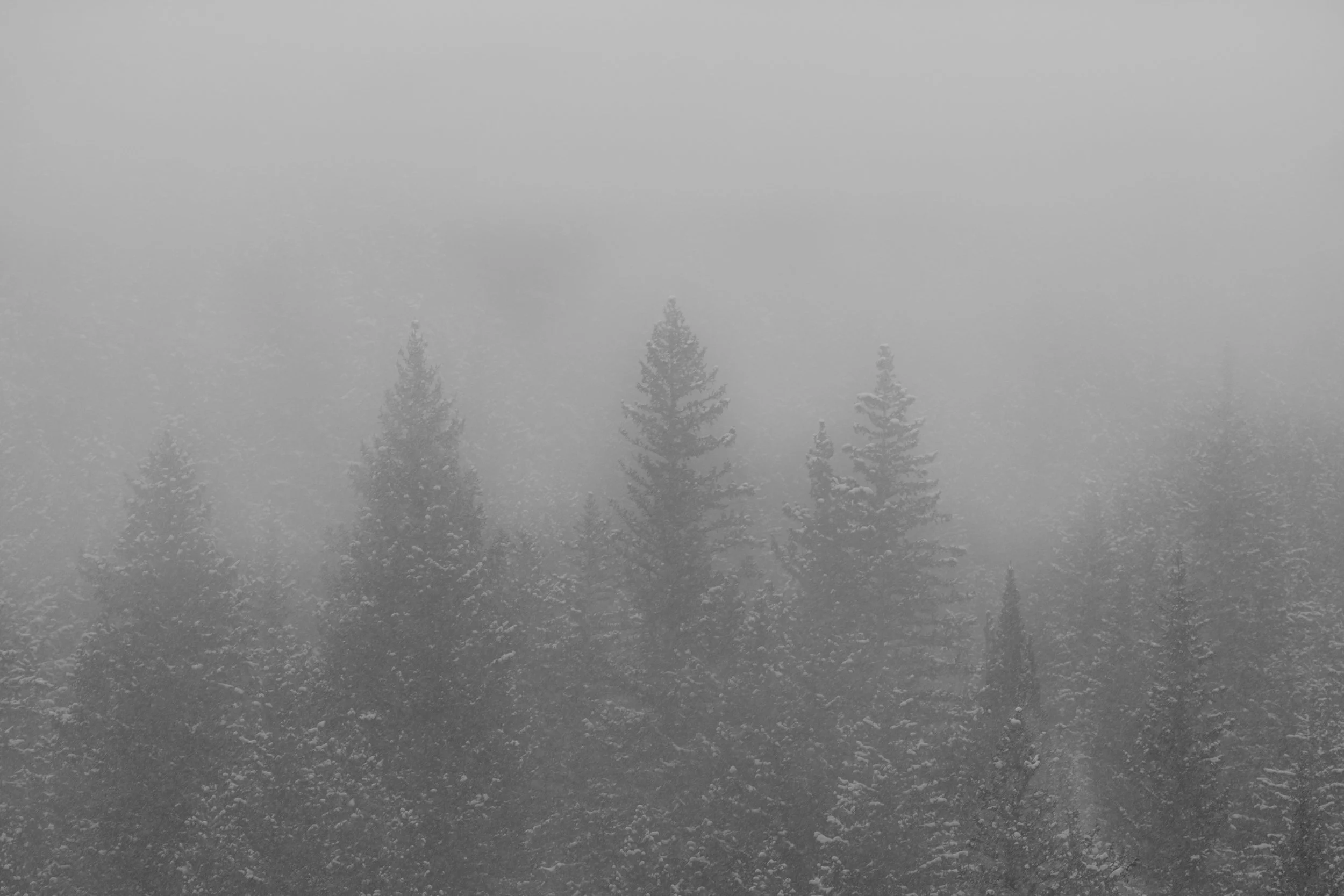 Snow-covered trees and a foggy landscape in the distance.