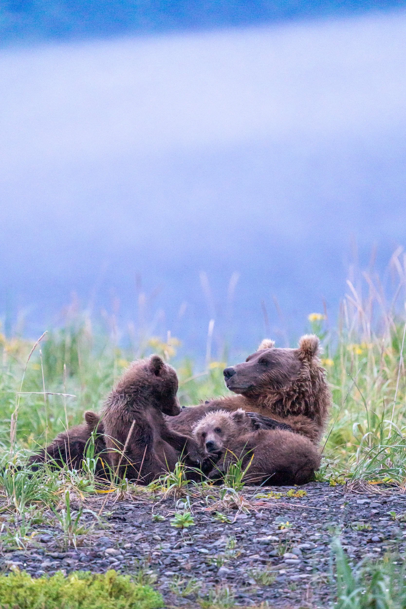 A family of brown bears resting together in a grassy field with wildflowers, against a blurred background of mountain landscape and a blue sky.