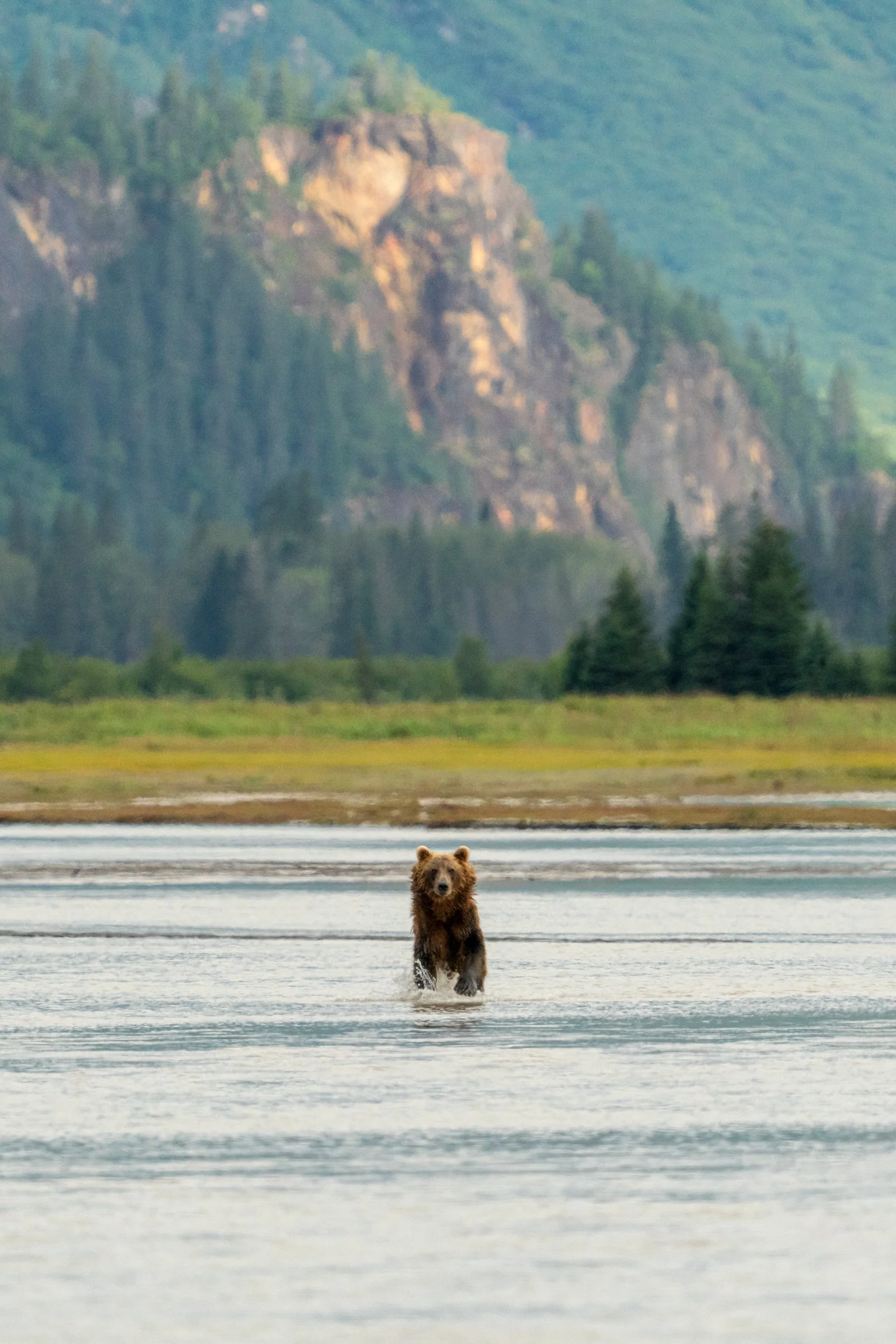 A bear standing in a body of water with a mountain and forested landscape in the background.