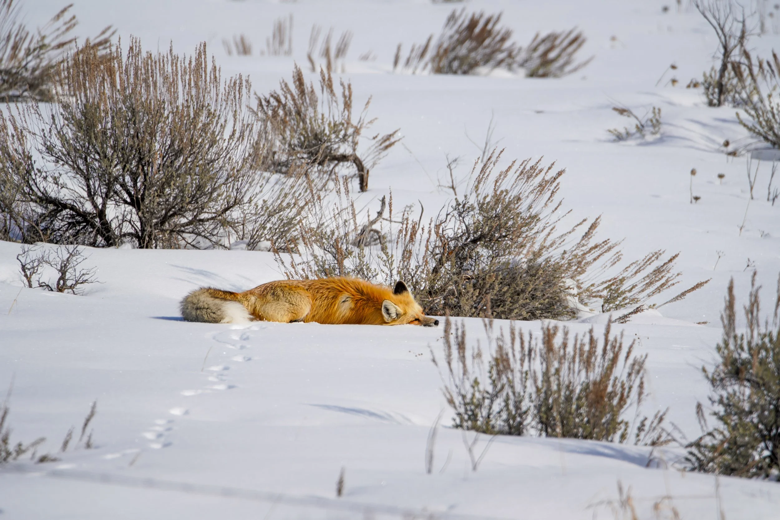 A fox lying on snow-covered ground with low bushes and sparse trees in the background.