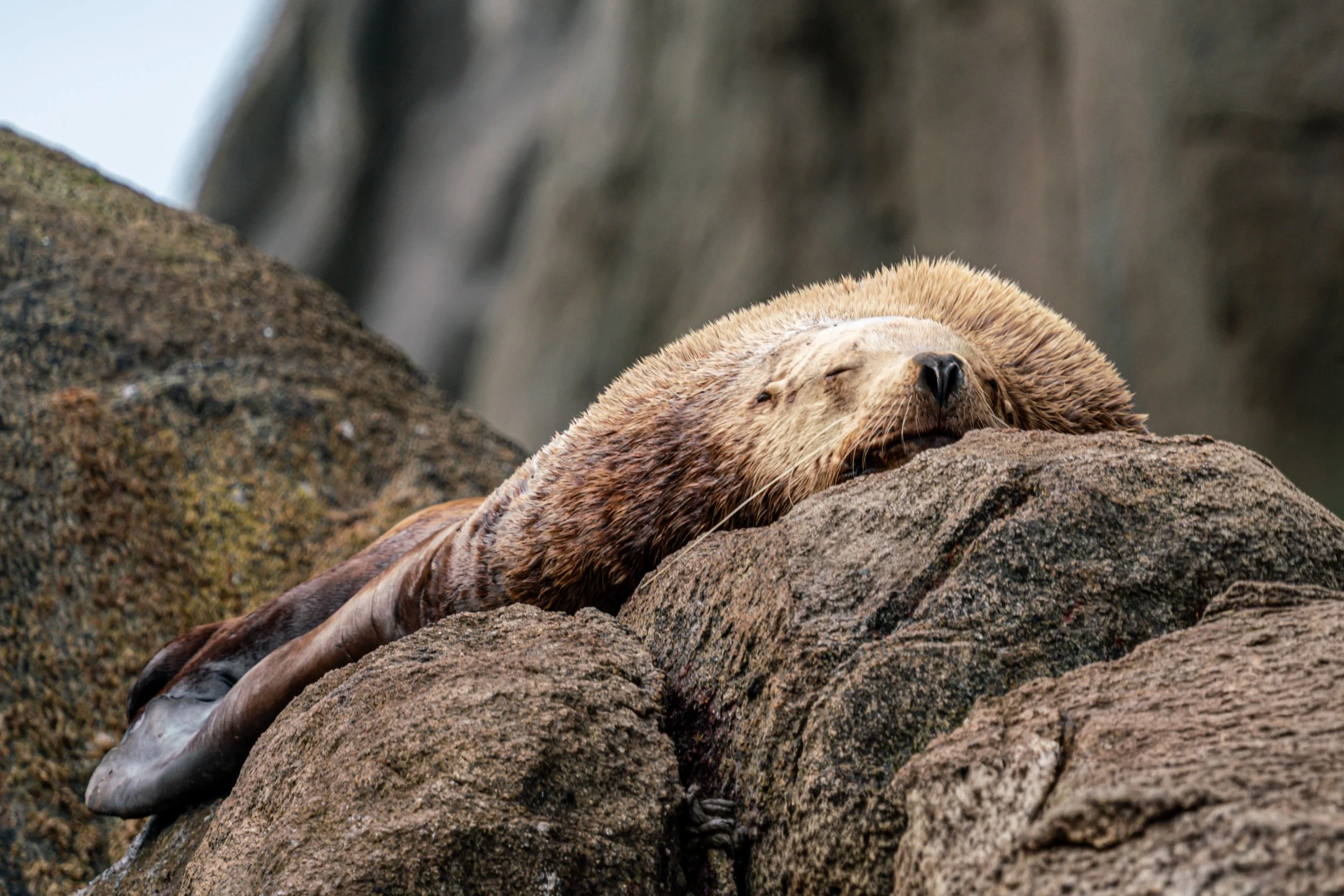 A seal resting on a large rock with a textured surface, with its eyes closed and head turned slightly to the side.