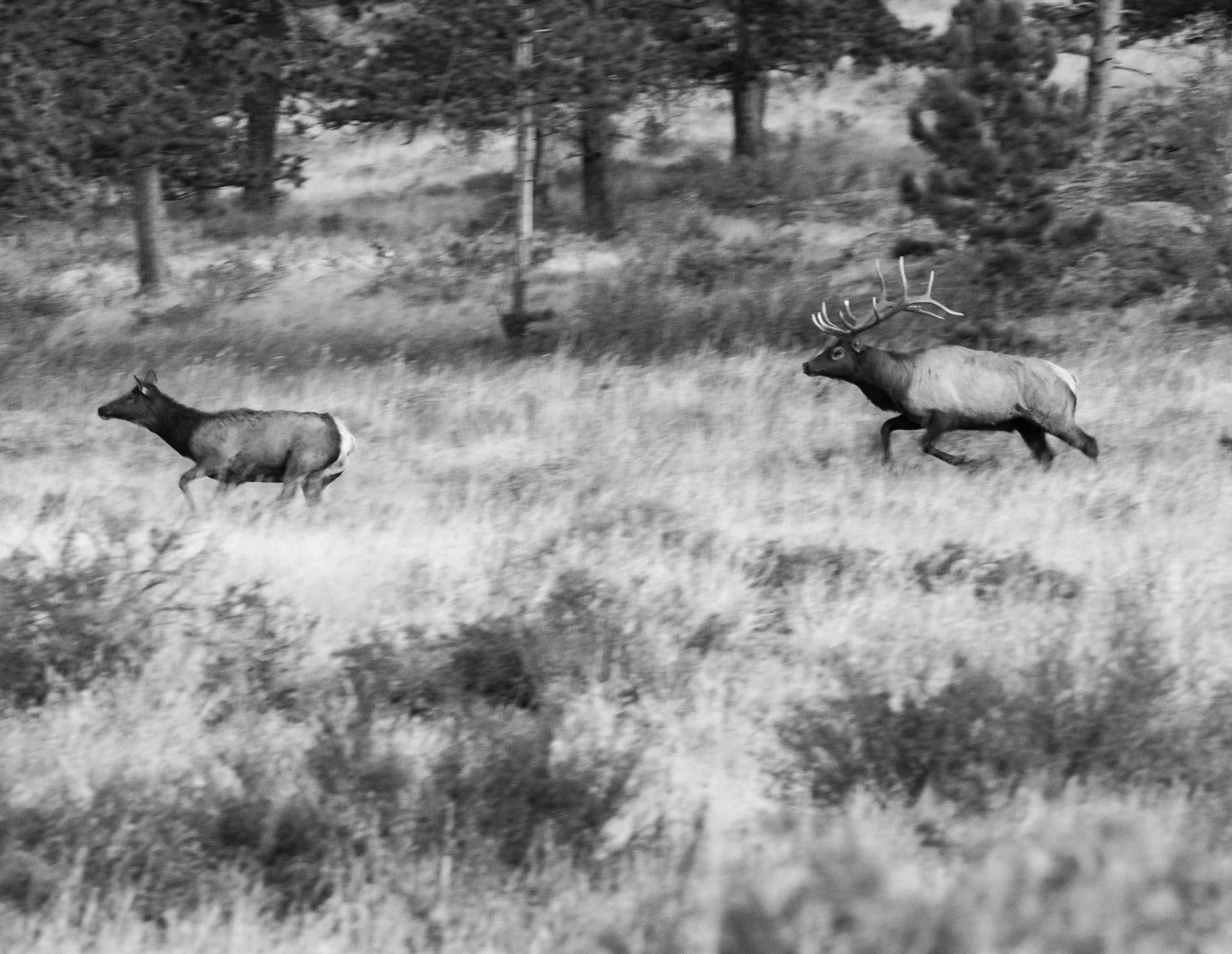 Black and white photo of two elk running across a grassy field with trees in the background.