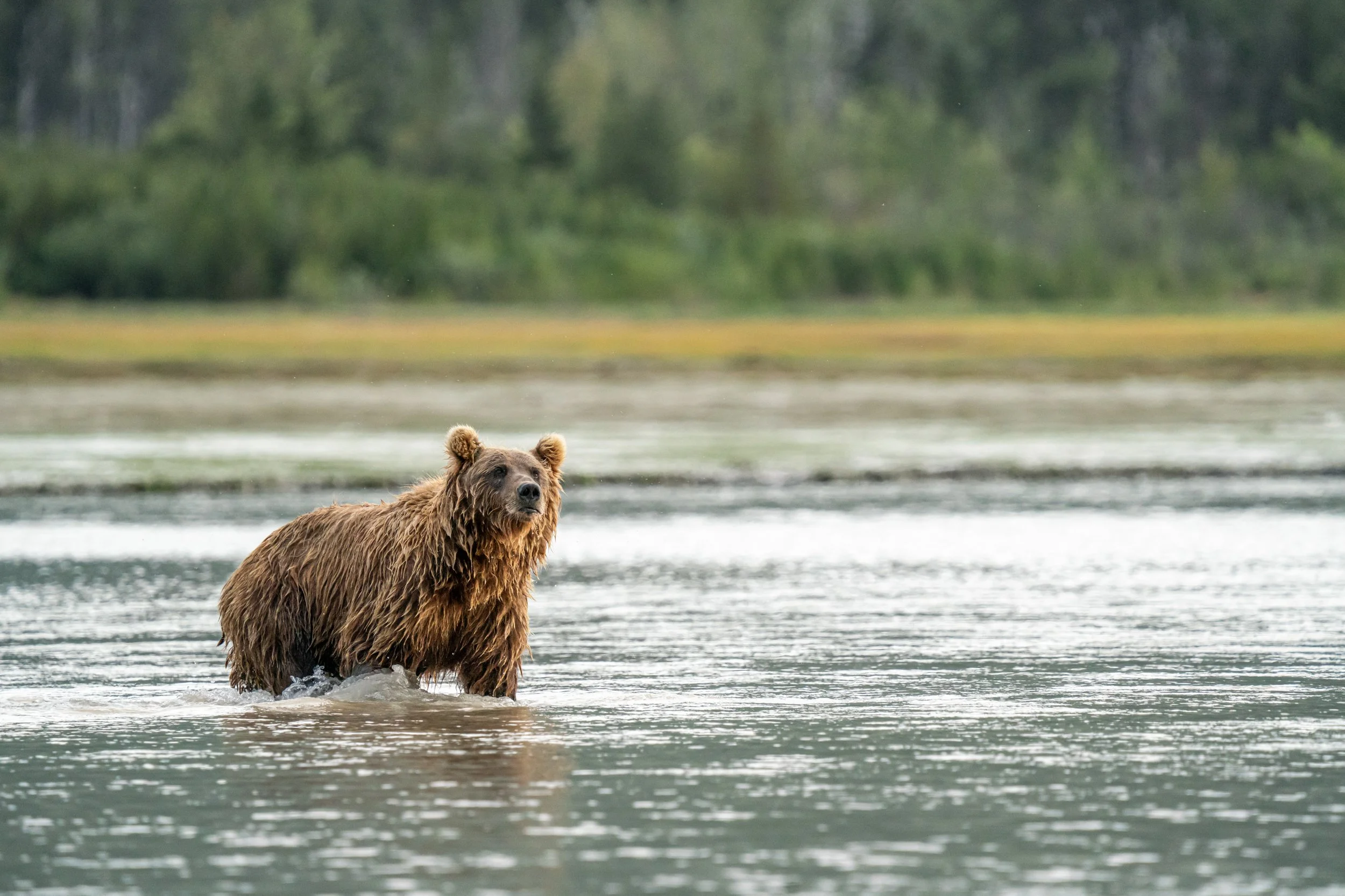 A brown bear standing in the shallow water of a river or lake, with a forest in the background.