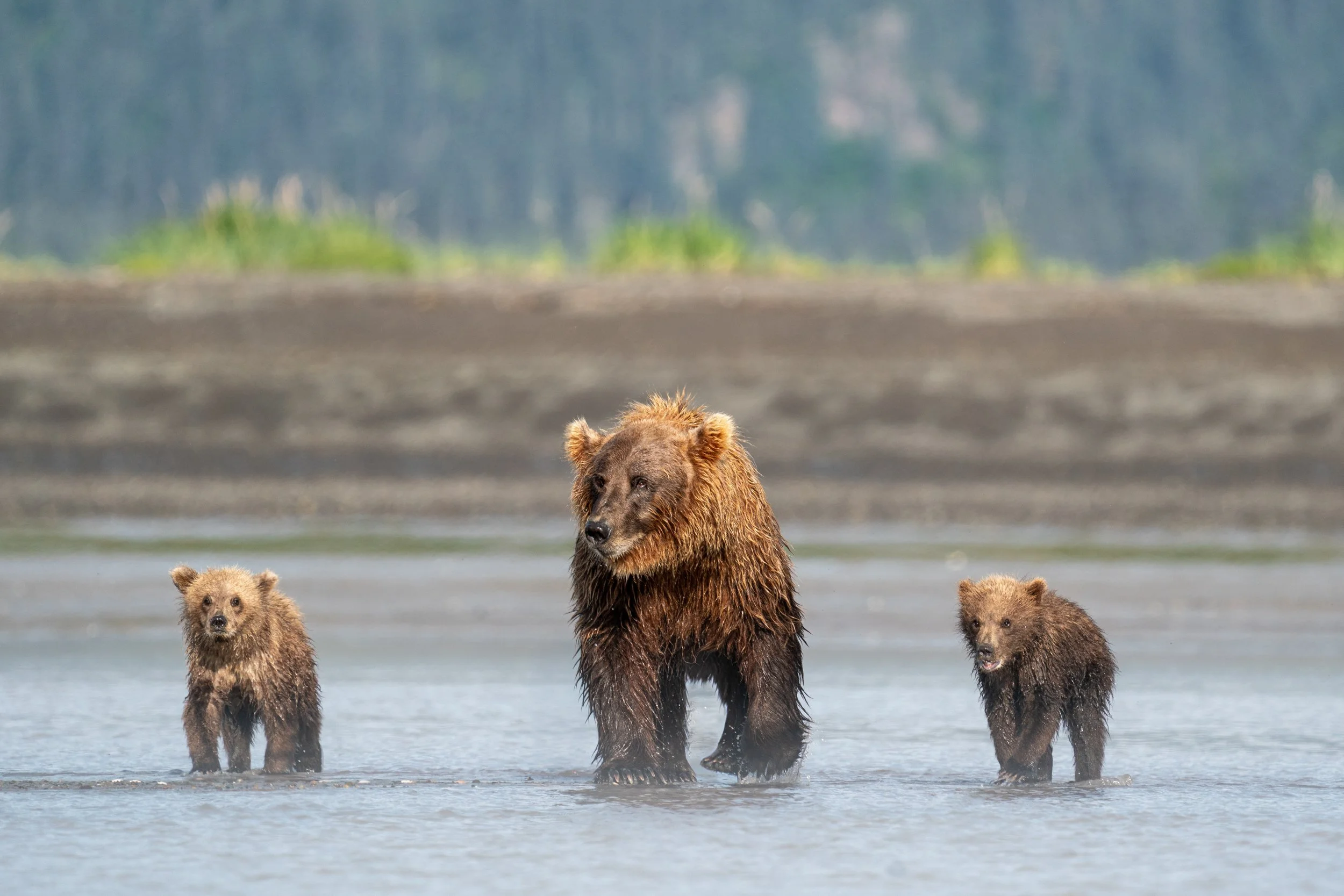 A brown bear with three bear cubs standing in a body of water with a blurred forest background.