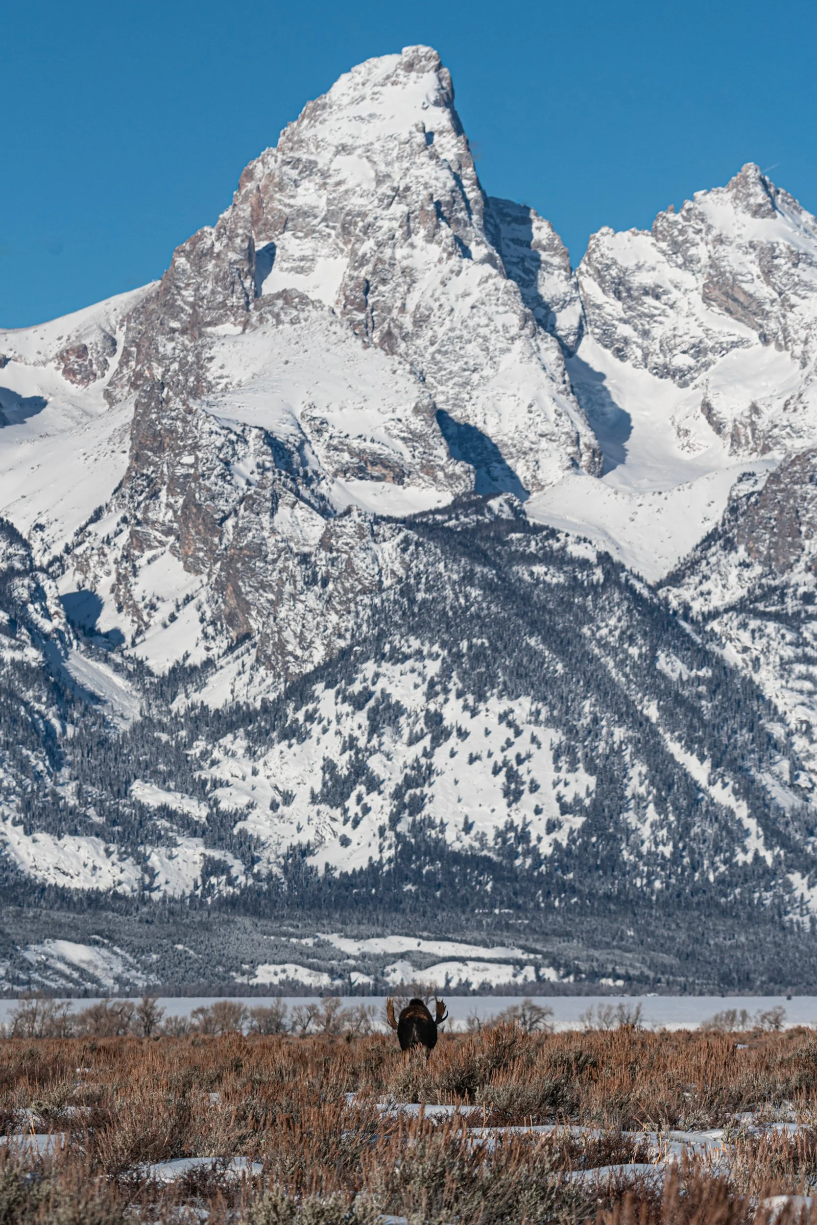 A moose standing in a field of dry plants with snow, with snow-covered mountains in the background under a clear blue sky.
