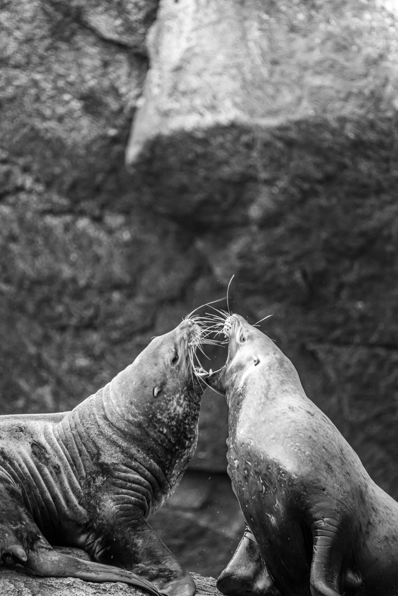 Two sea lions engage in a playful or aggressive interaction, touching noses with their mouths open, set against a rocky background.