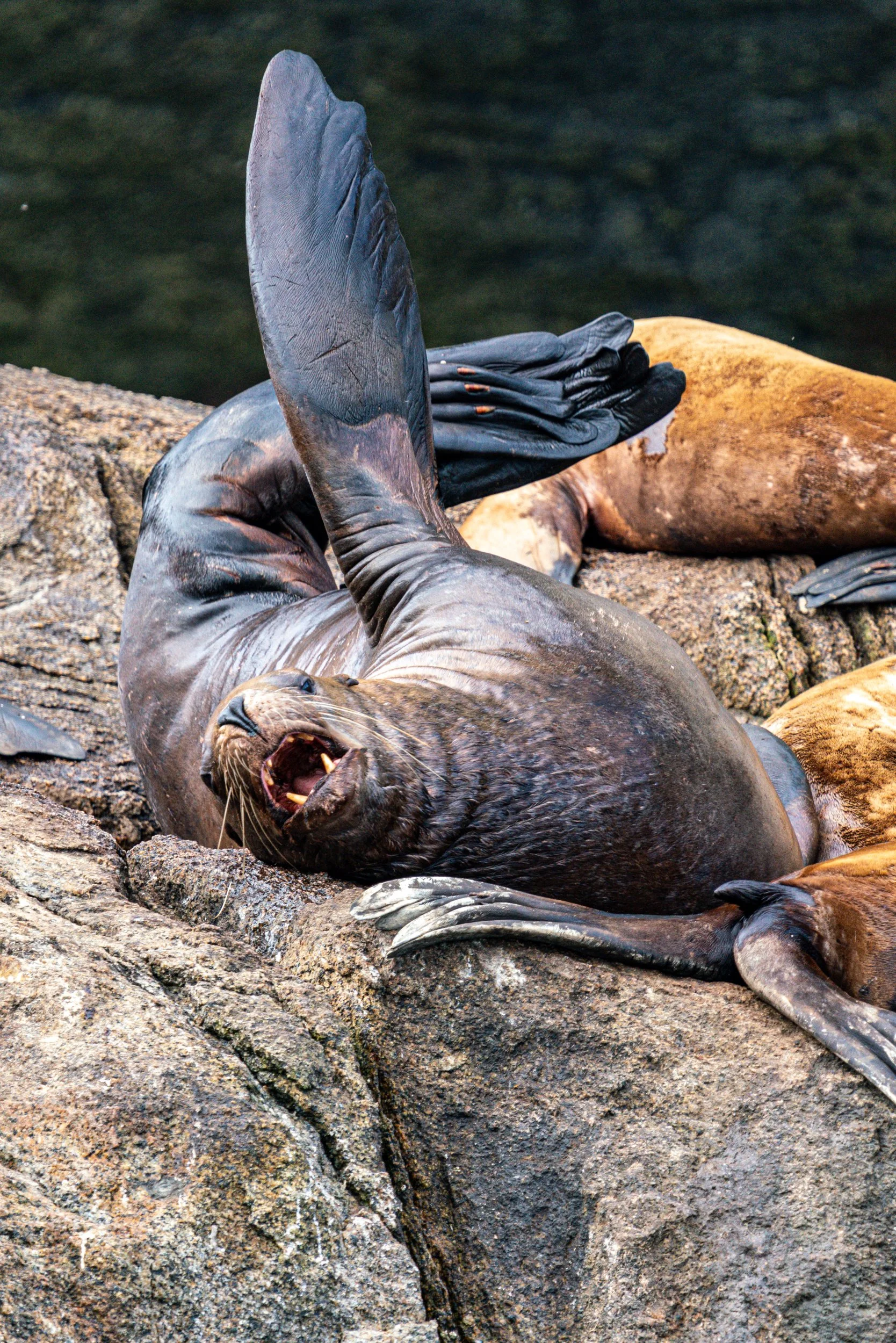 A group of sea lions resting on rocks by the water, with one seal having its mouth open, showing teeth.