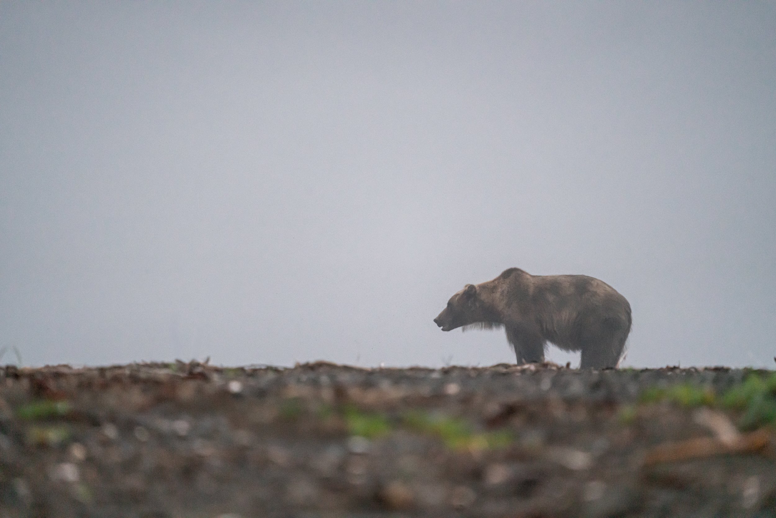 A bear walking on a patch of ground with trees and fog in the background.