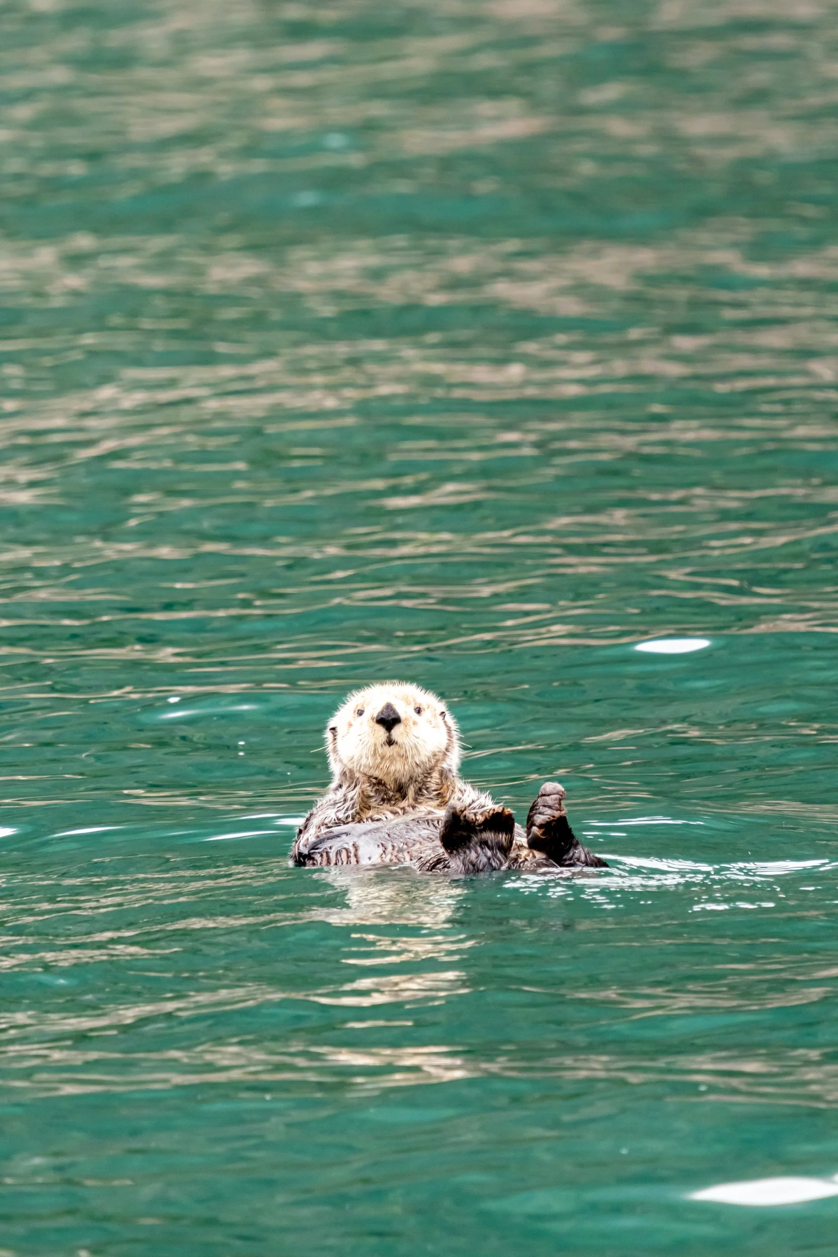 A young otter floating on its back in a body of water, with only its head and paws visible above the greenish water surface.