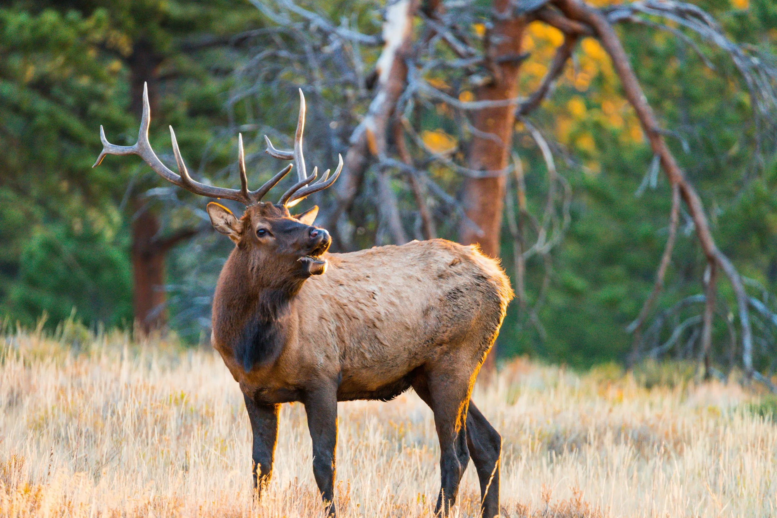A majestic elk with large antlers standing in a grassy field surrounded by trees.