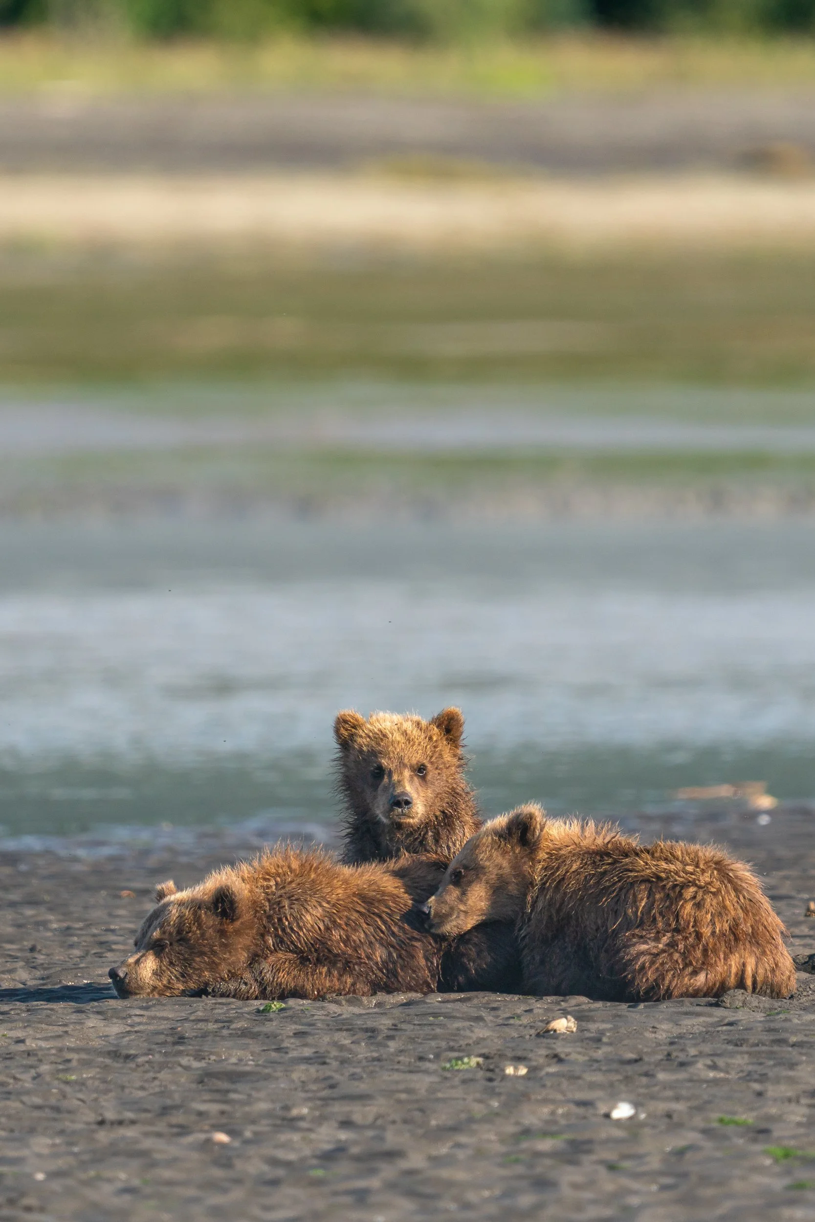 Bear cubs sitting upright and looking at the camera, and two other bears resting on the ground by a body of water with a blurred landscape in the background.