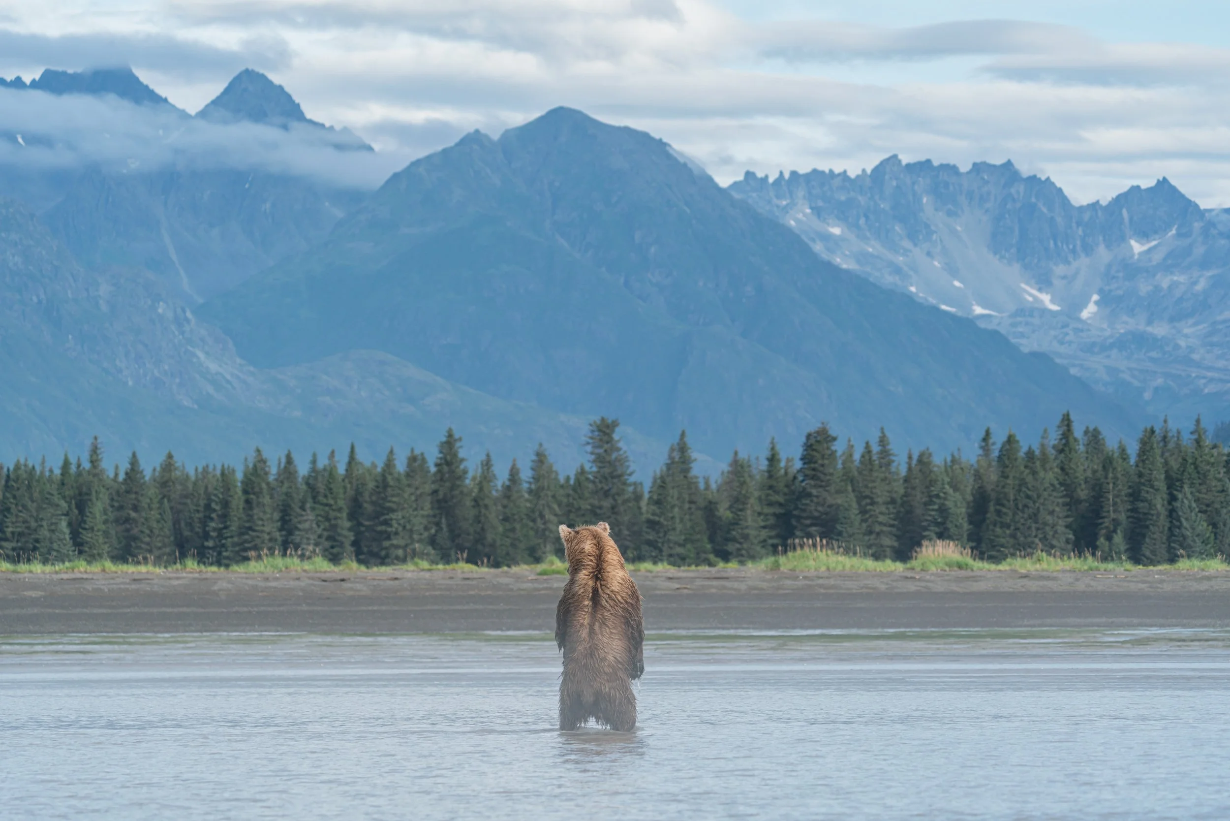 A bear standing in a body of water with a forest and mountain range in the background.