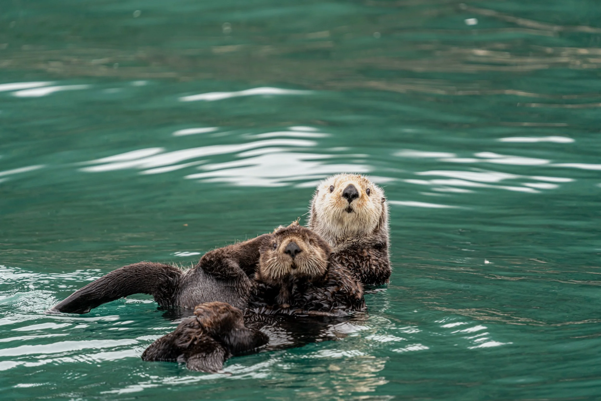 Three otters floating on their backs in green water, with one looking upwards