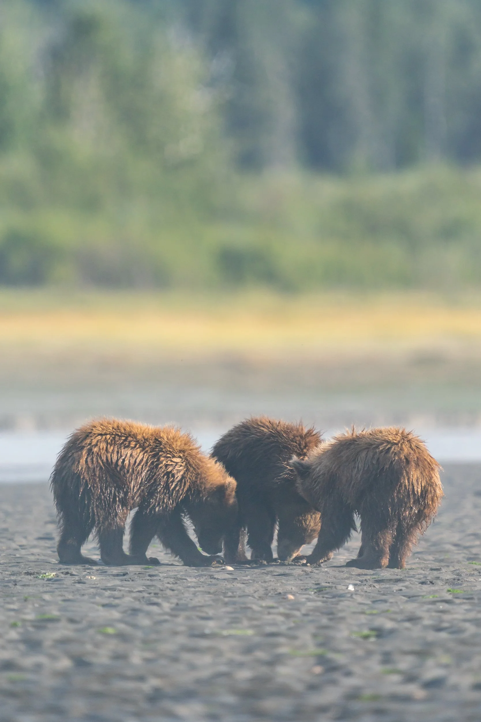 A group of three brown bear cubs standing on a muddy riverbank with water in the foreground and trees in the background.