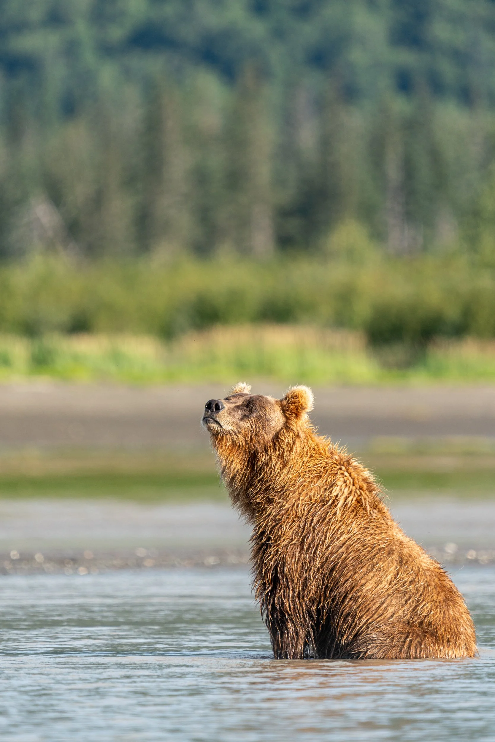 A brown bear standing in a body of water with a blurred green forest background.