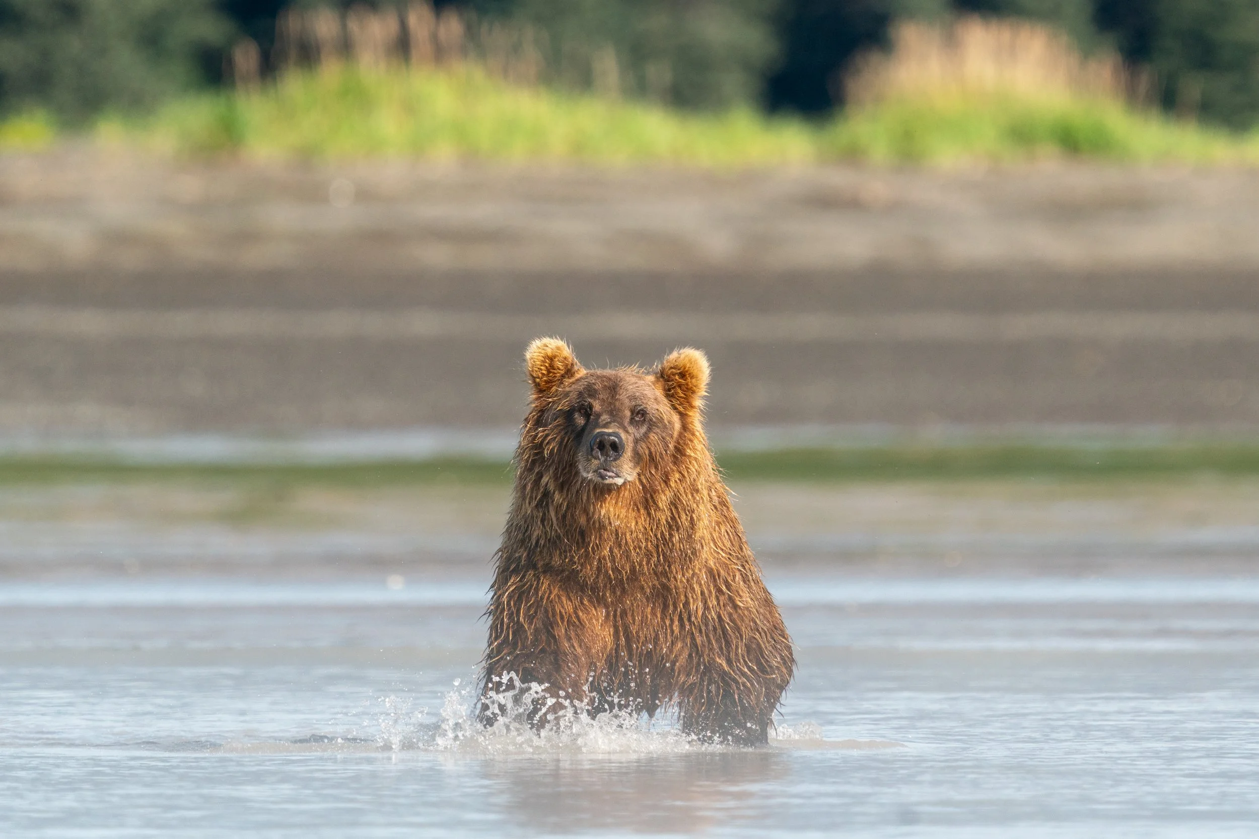 A brown bear standing in a body of water with a blurred green and brown forest in the background.