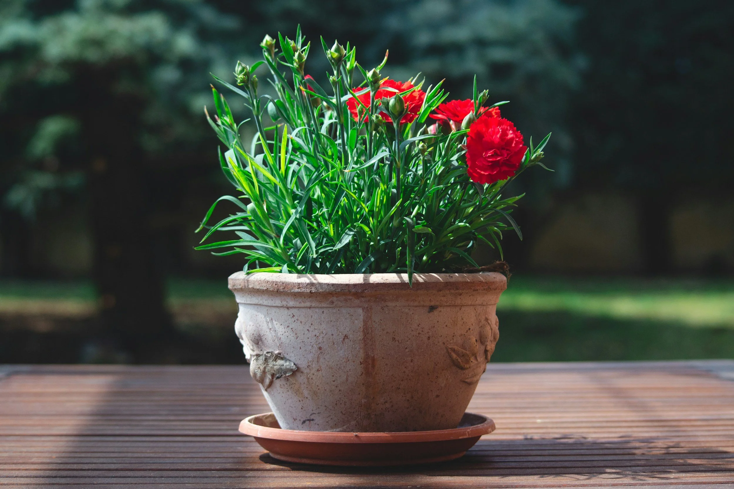 Red carnations in a terracotta flowerpot on a wooden surface with a blurred outdoor background.