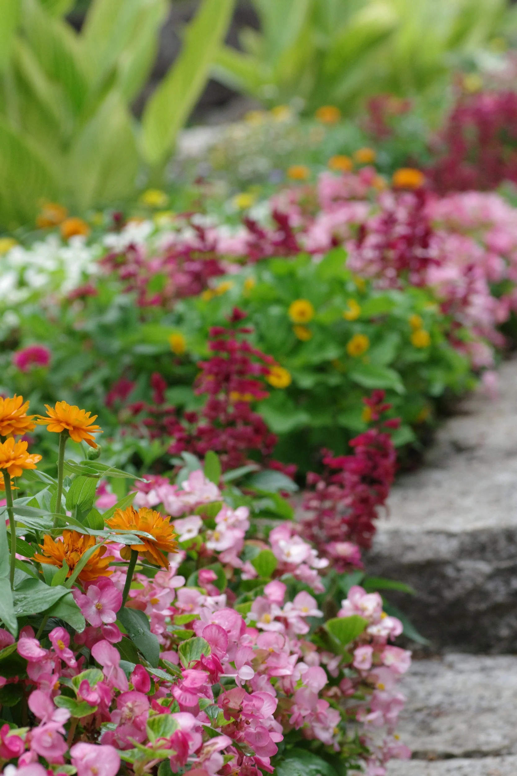 A garden bed with multicolored flowers including orange, pink, yellow, and purple blooms, alongside green foliage, with a stone edge visible.