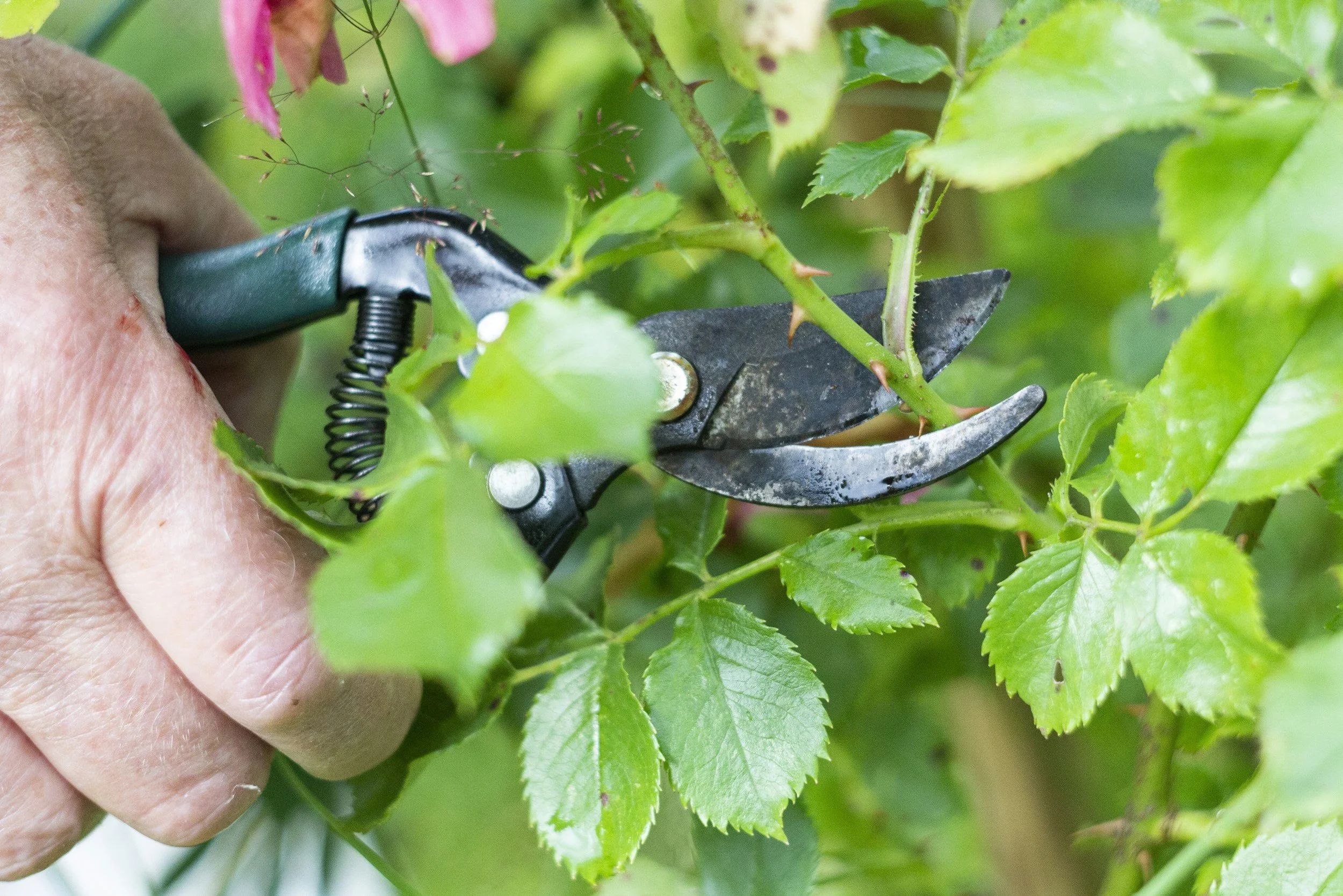 A hand pruning a rose bush with gardening shears among green leaves.